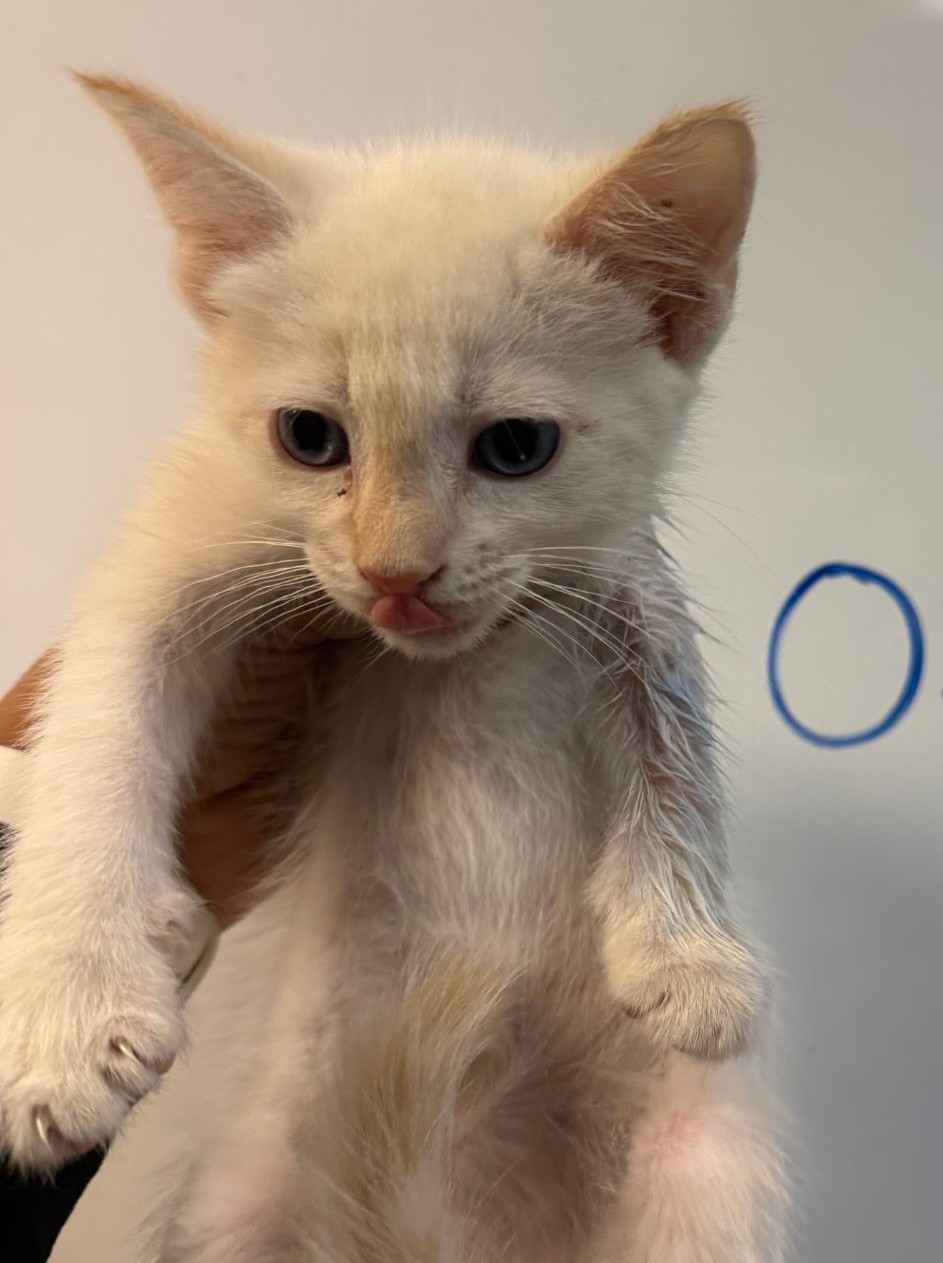 Pet