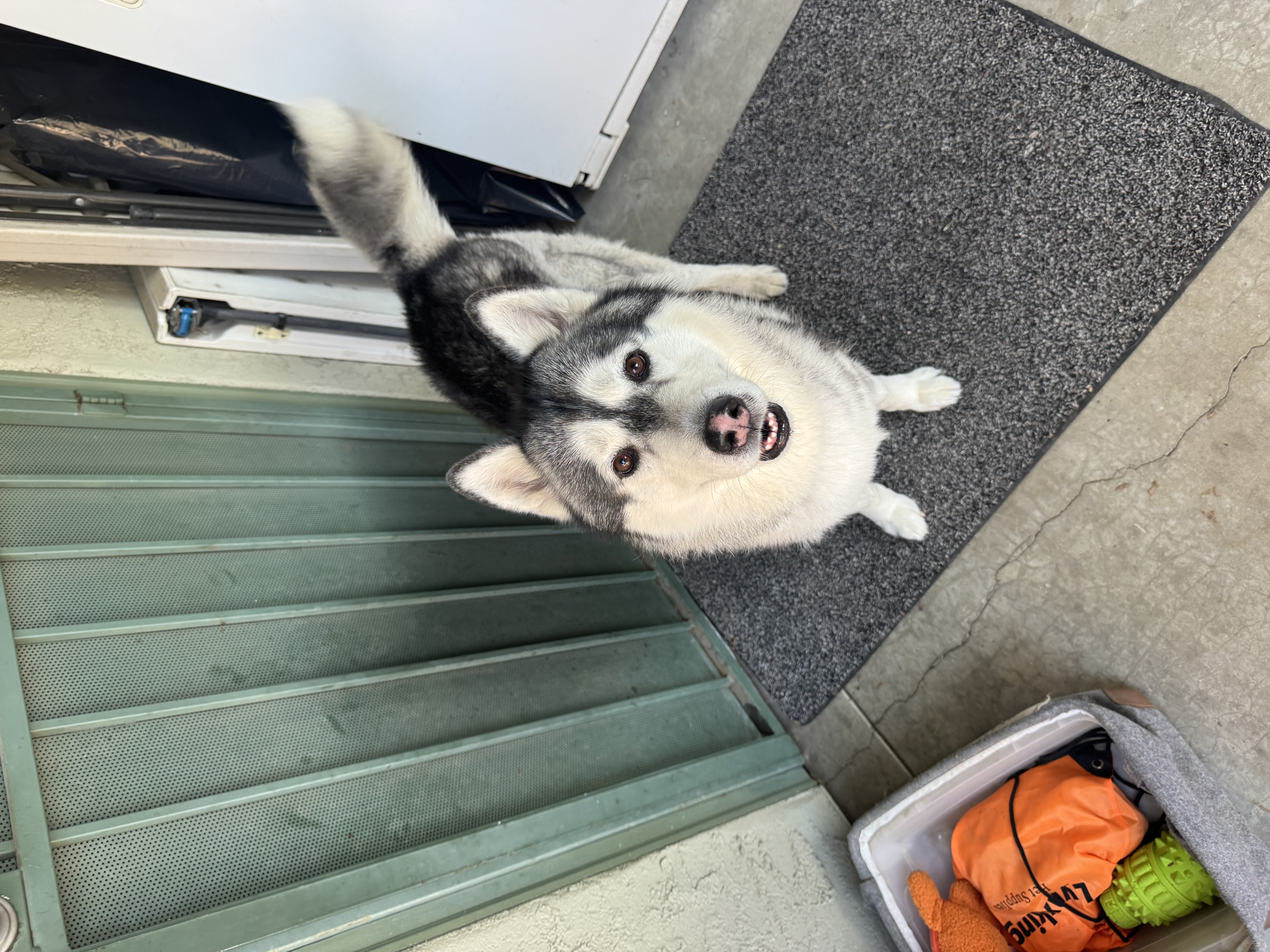 Pet