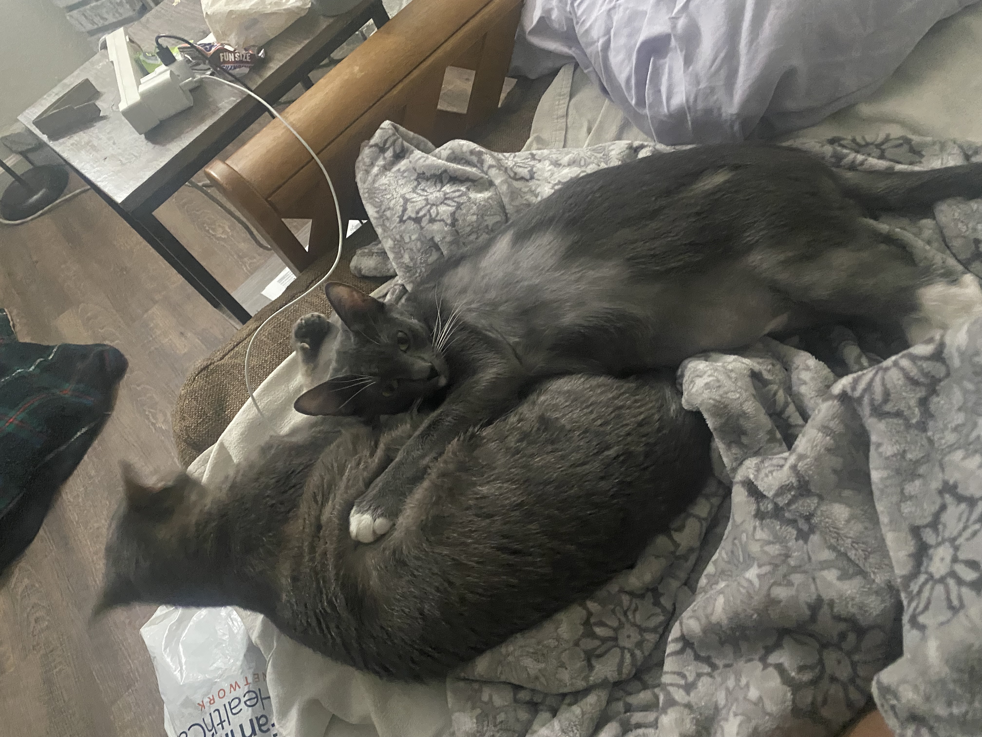 Pet