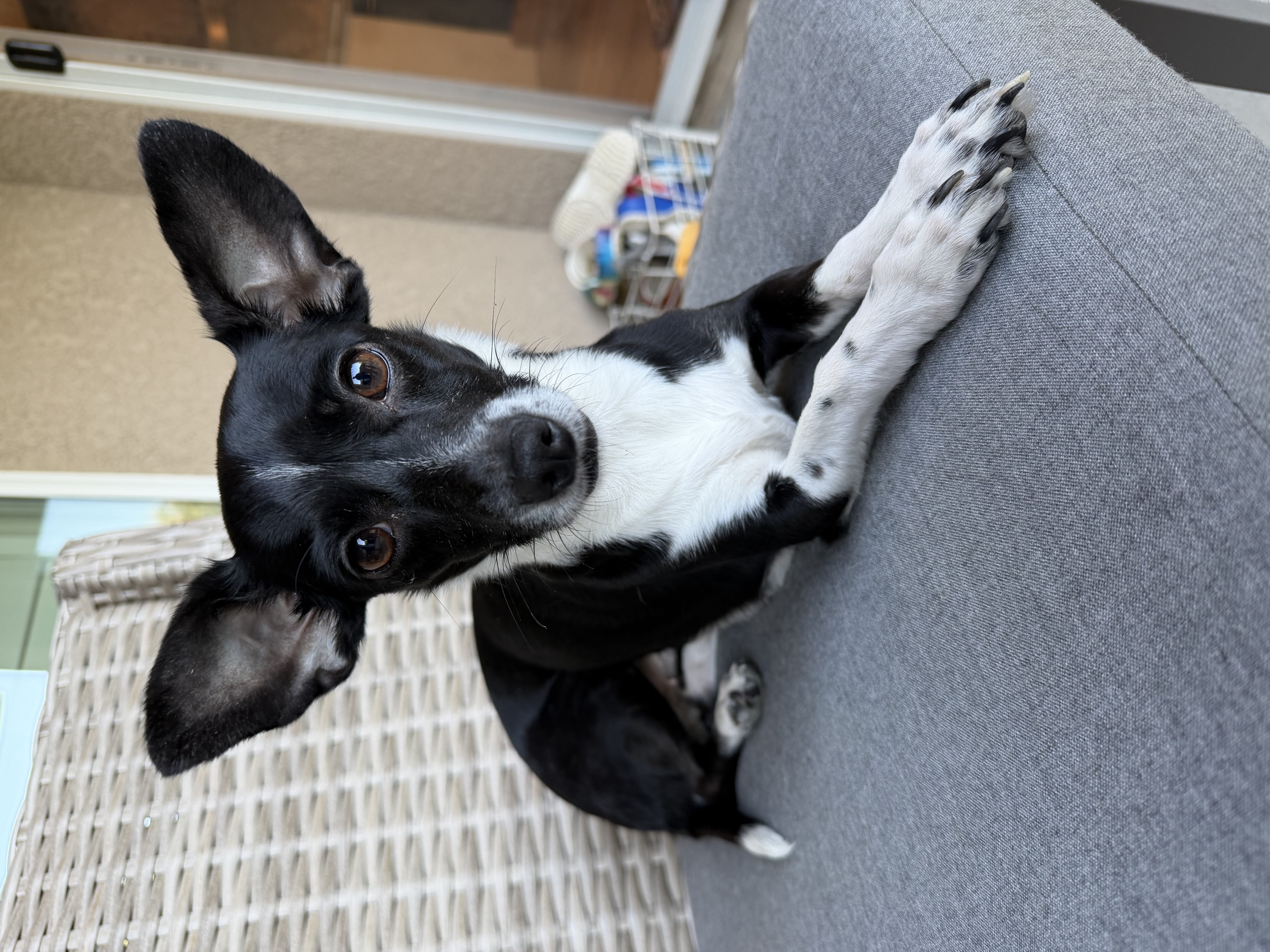 Pet