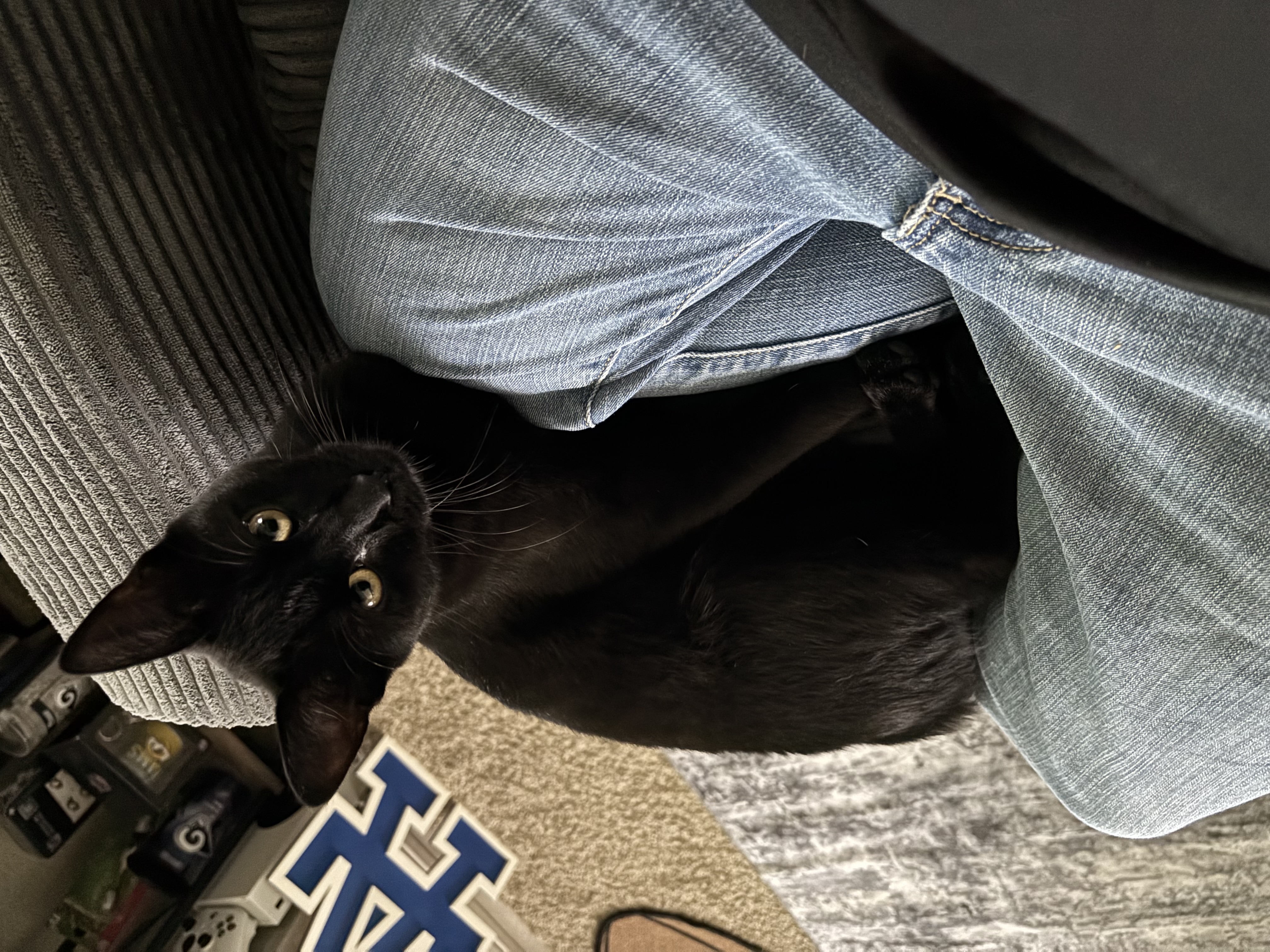 Pet