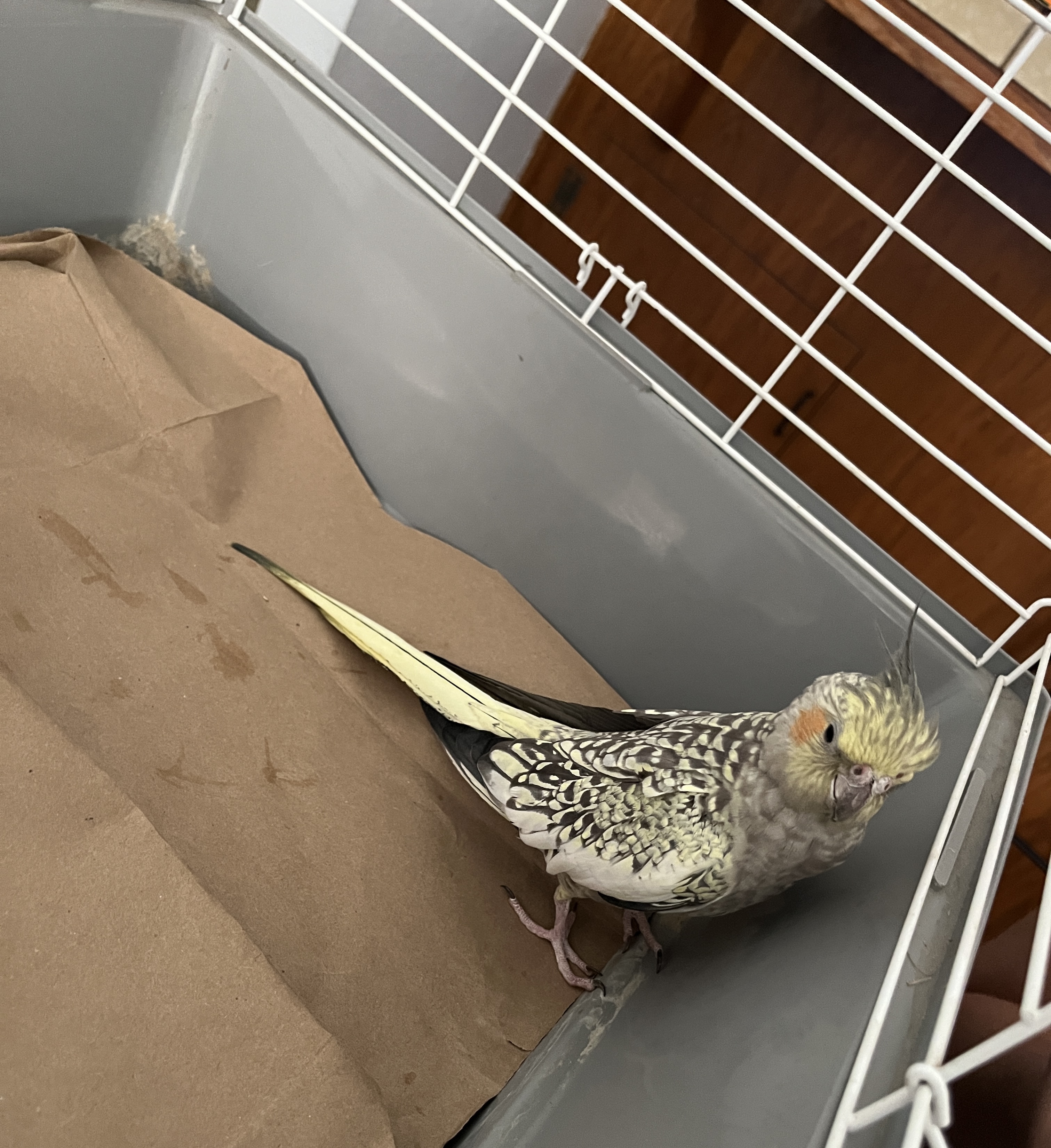 Pet