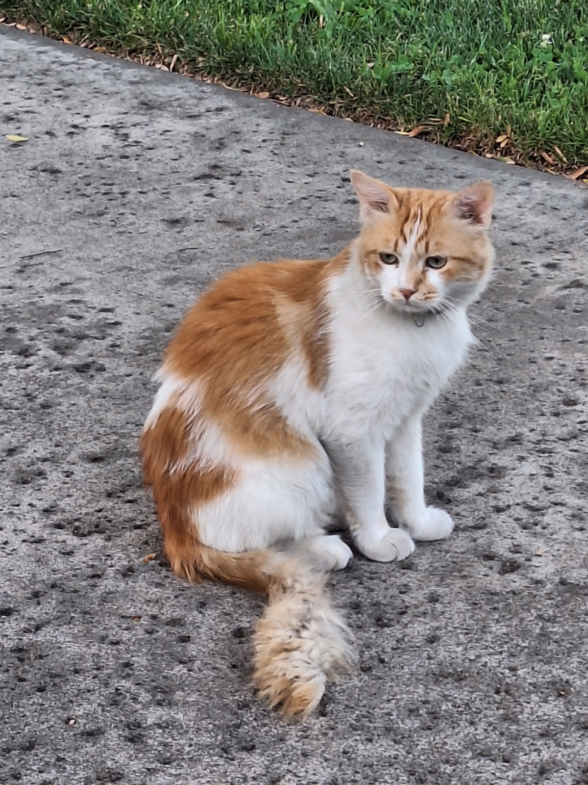 Pet