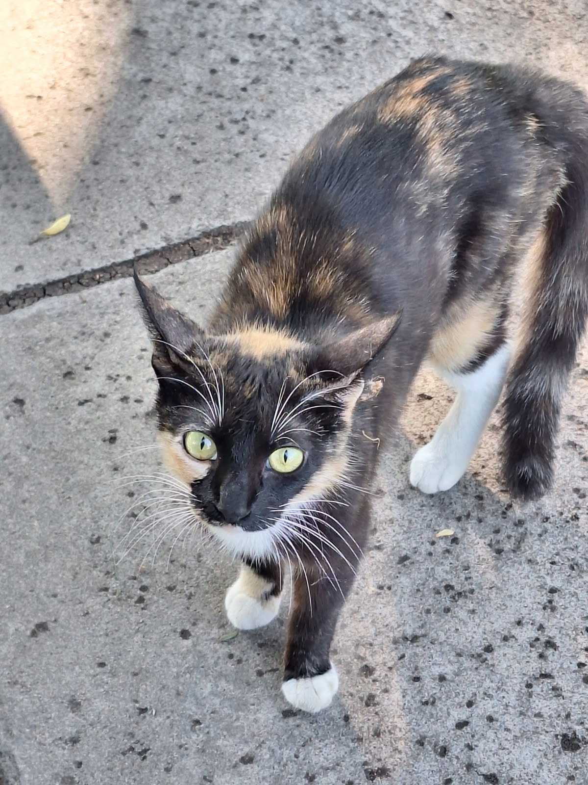 Pet