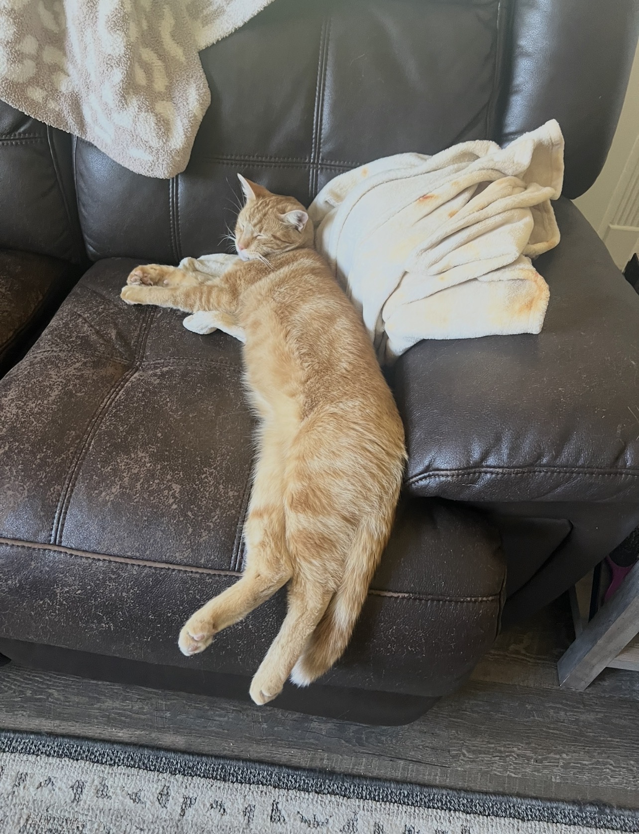 Pet