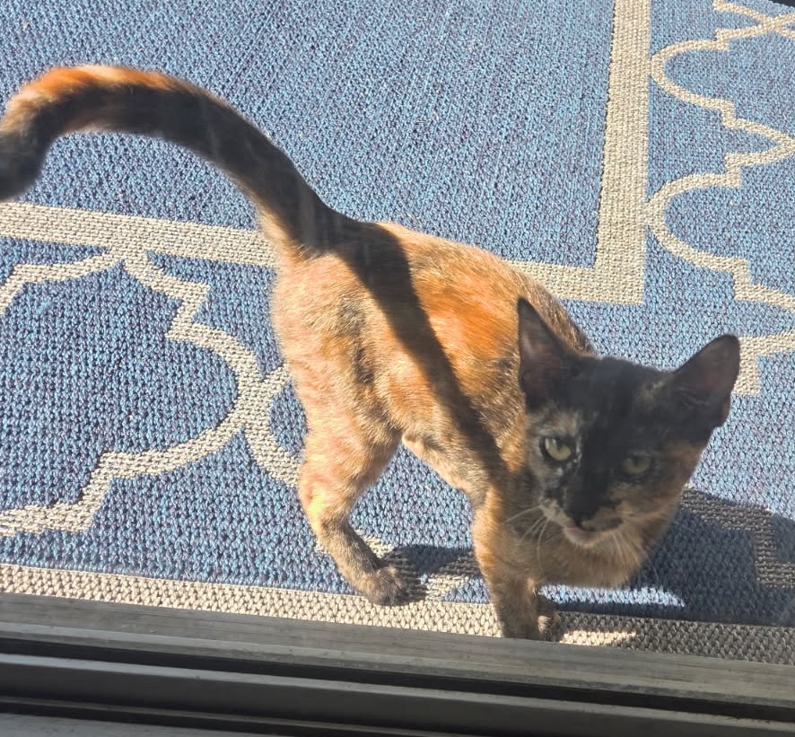 Pet
