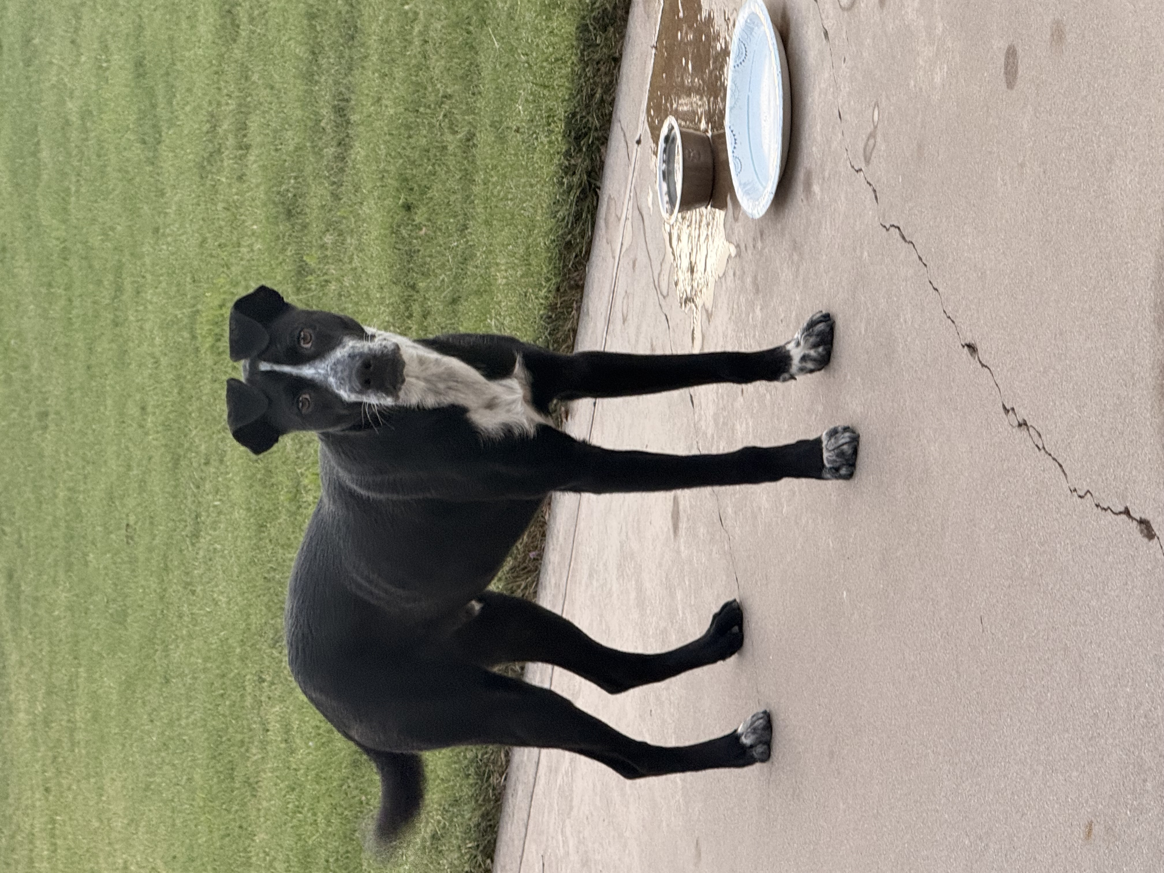 Pet