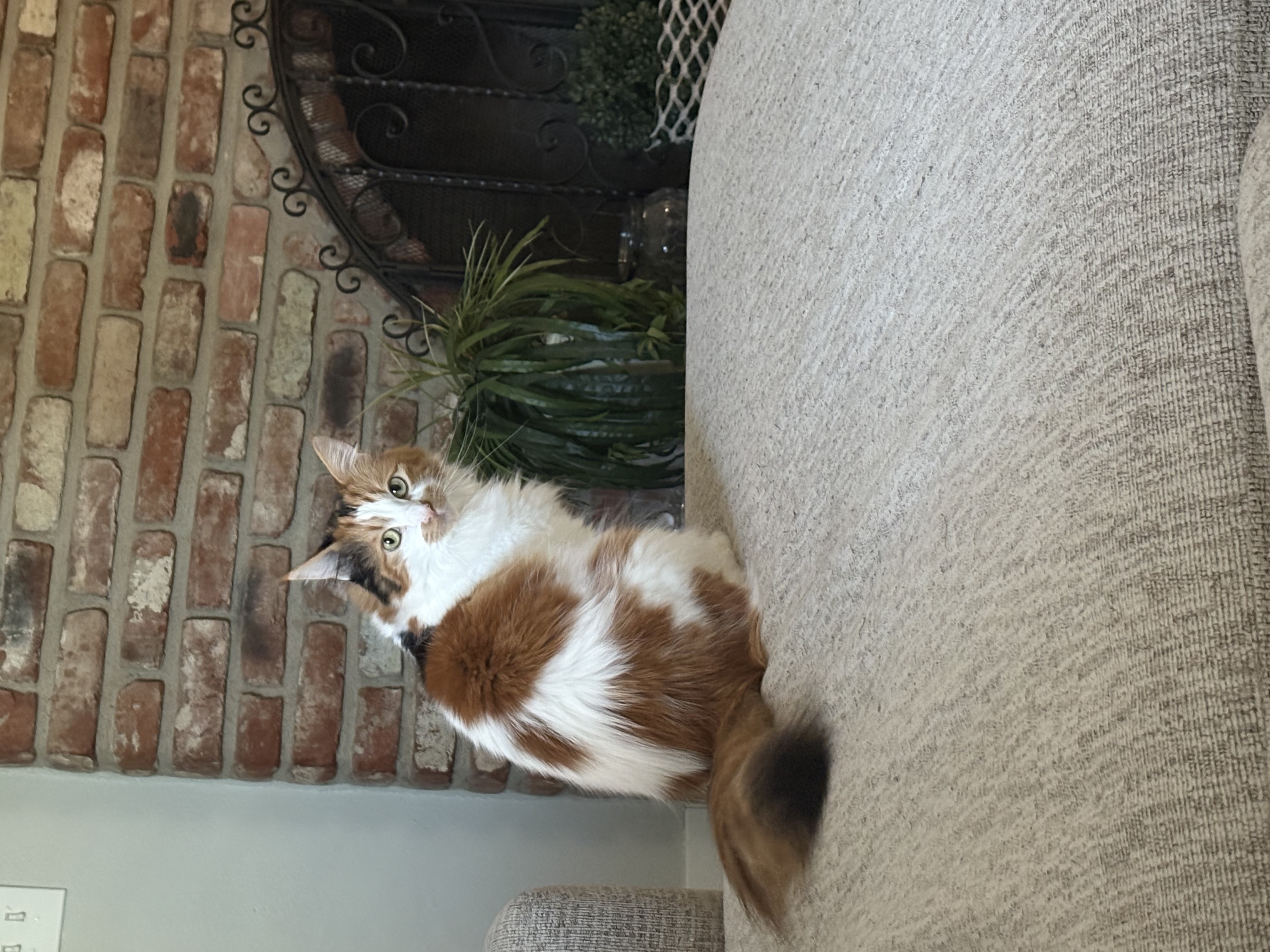 Pet