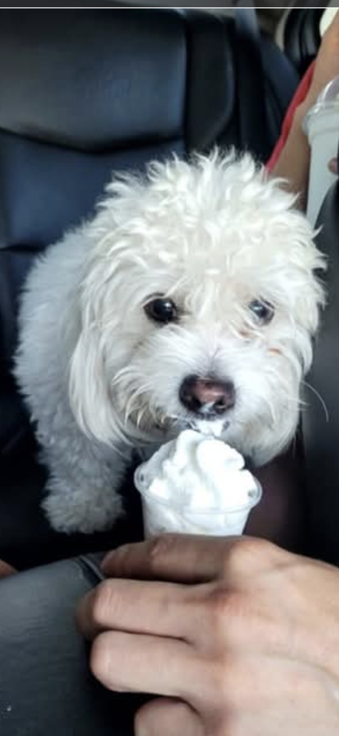 Pet
