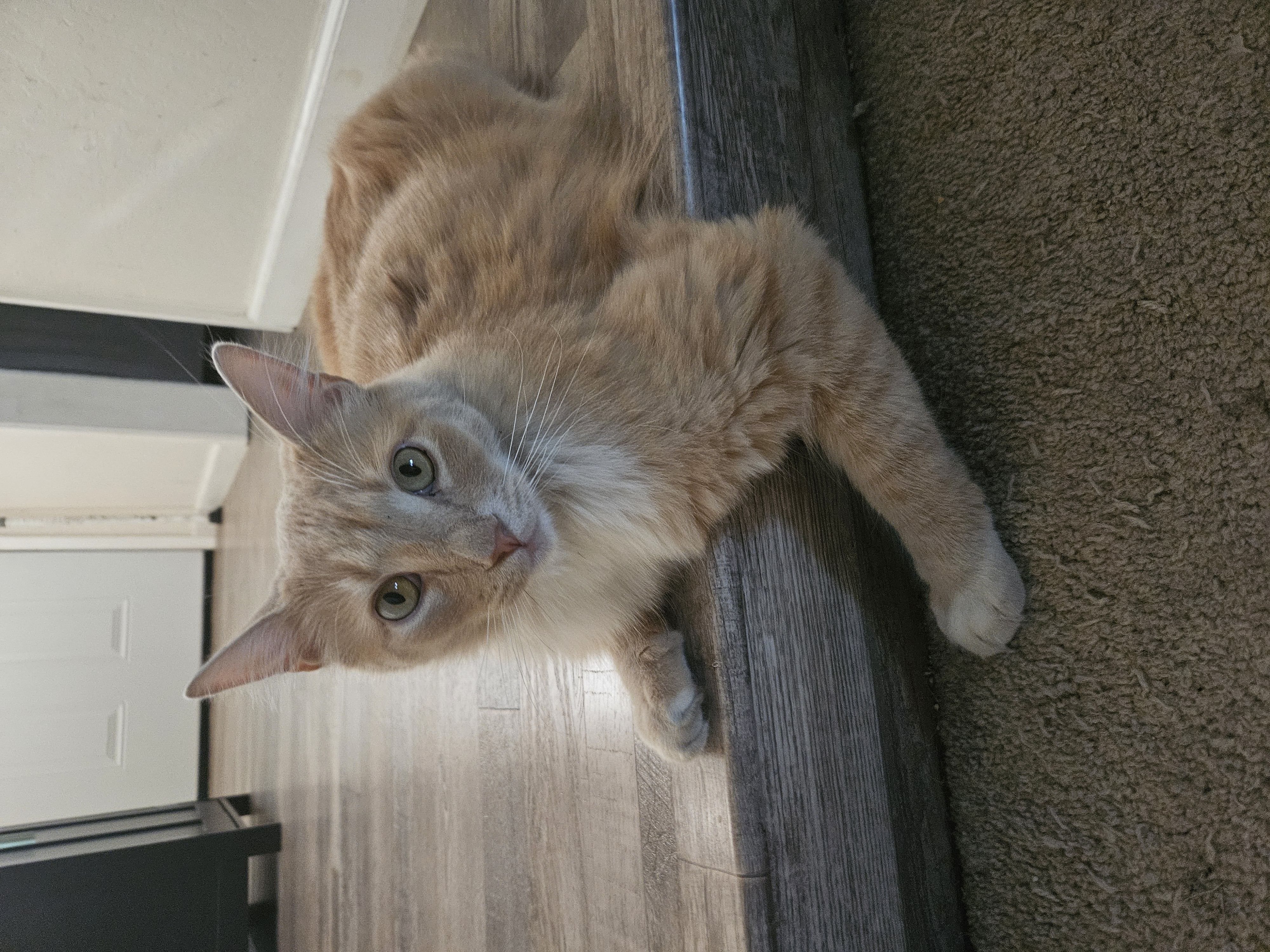 Pet