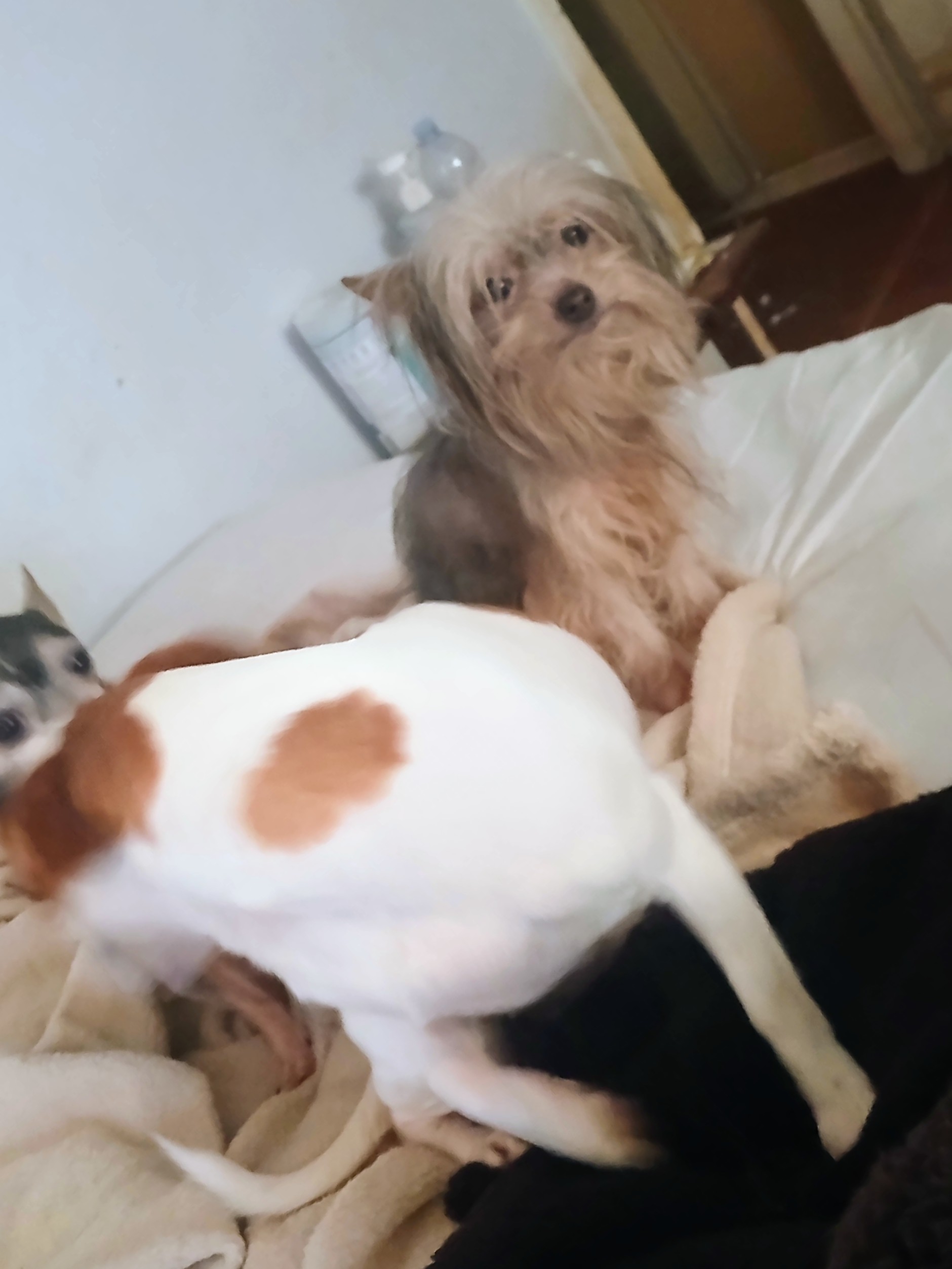 Pet