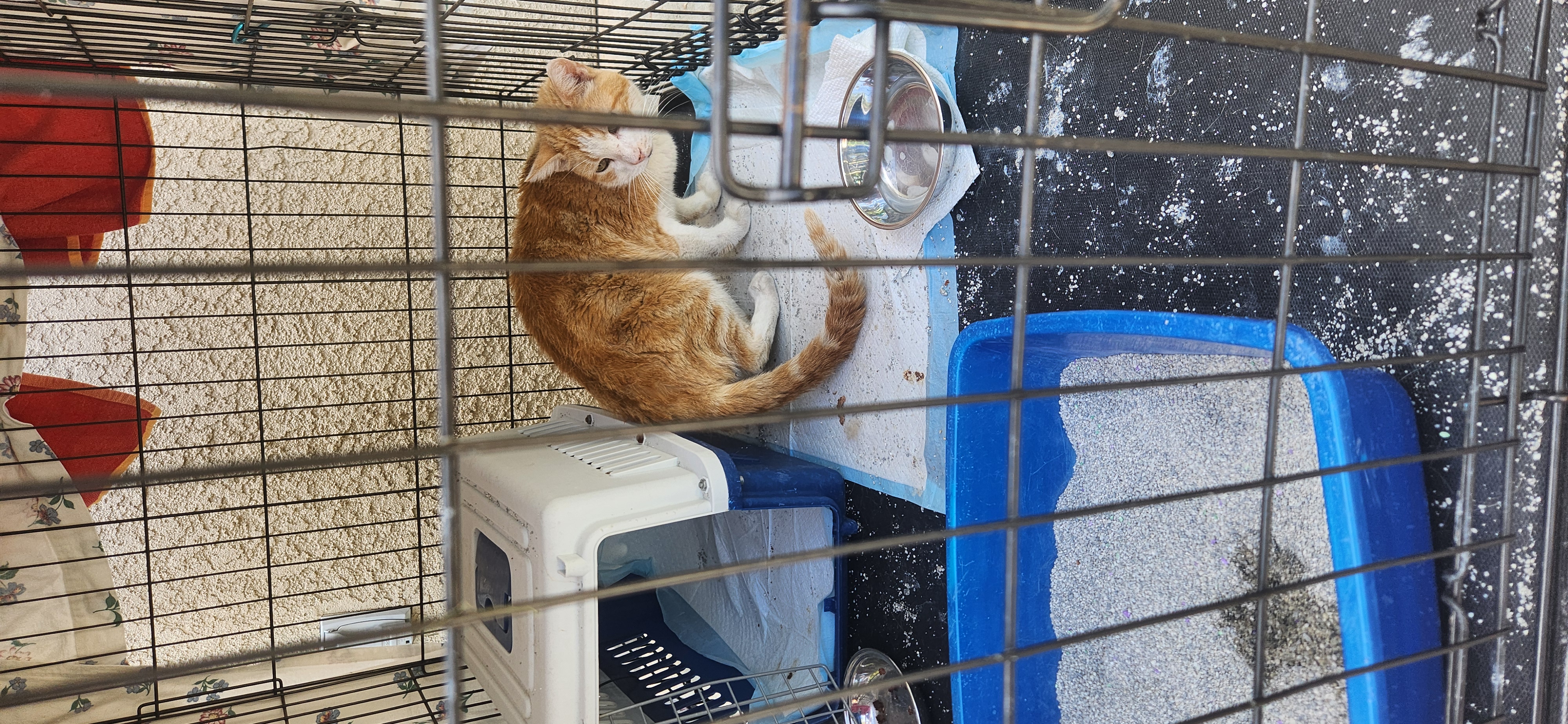 Pet