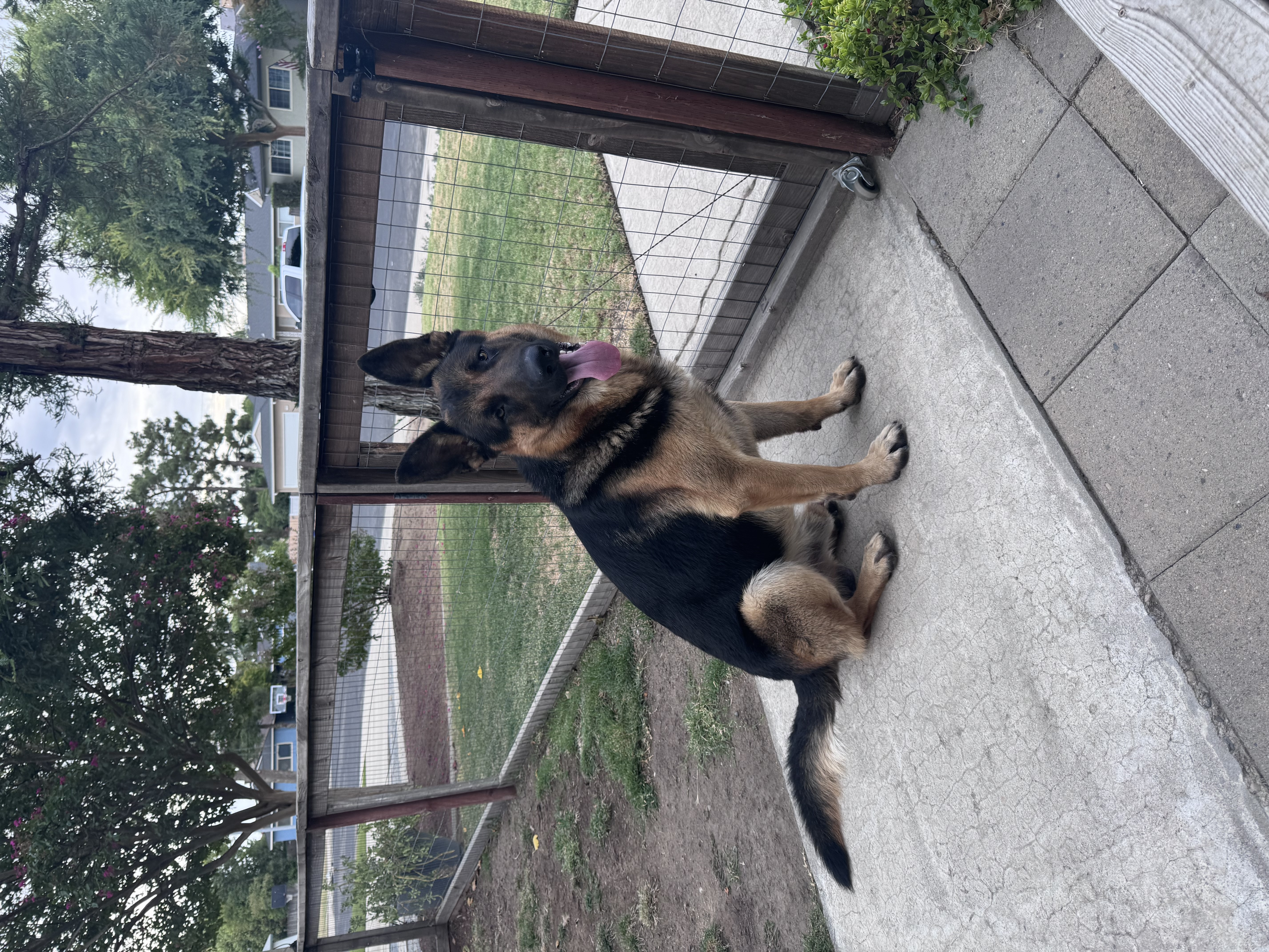 Pet