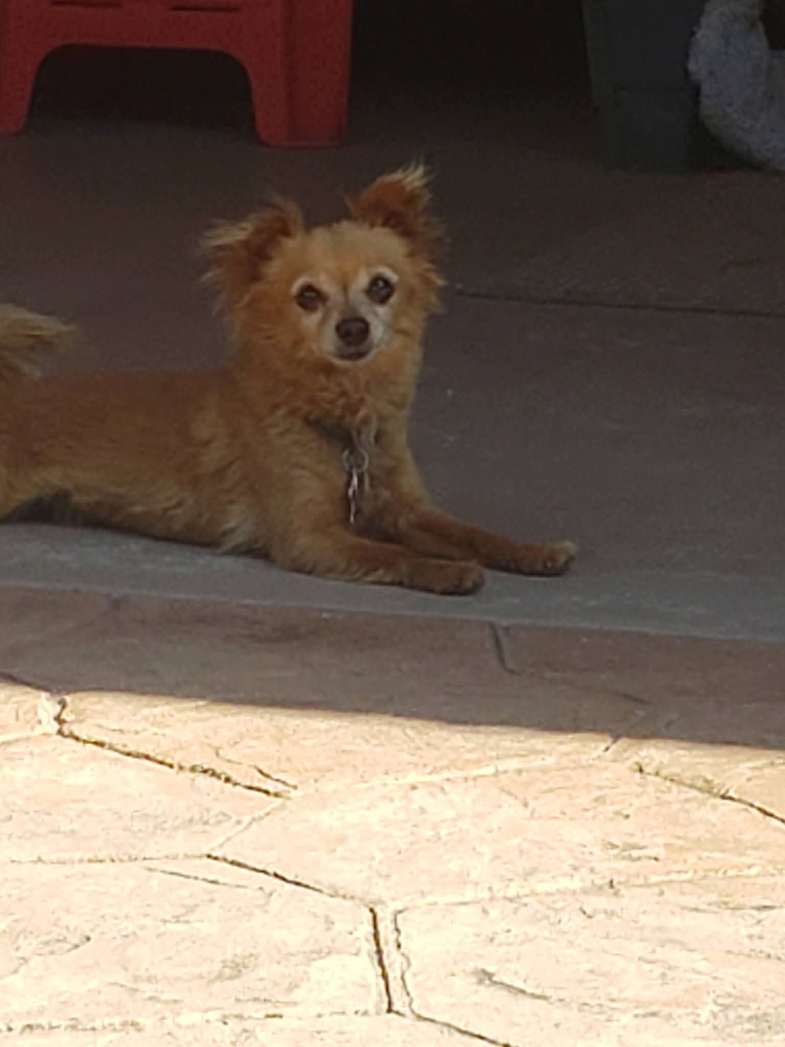 Pet