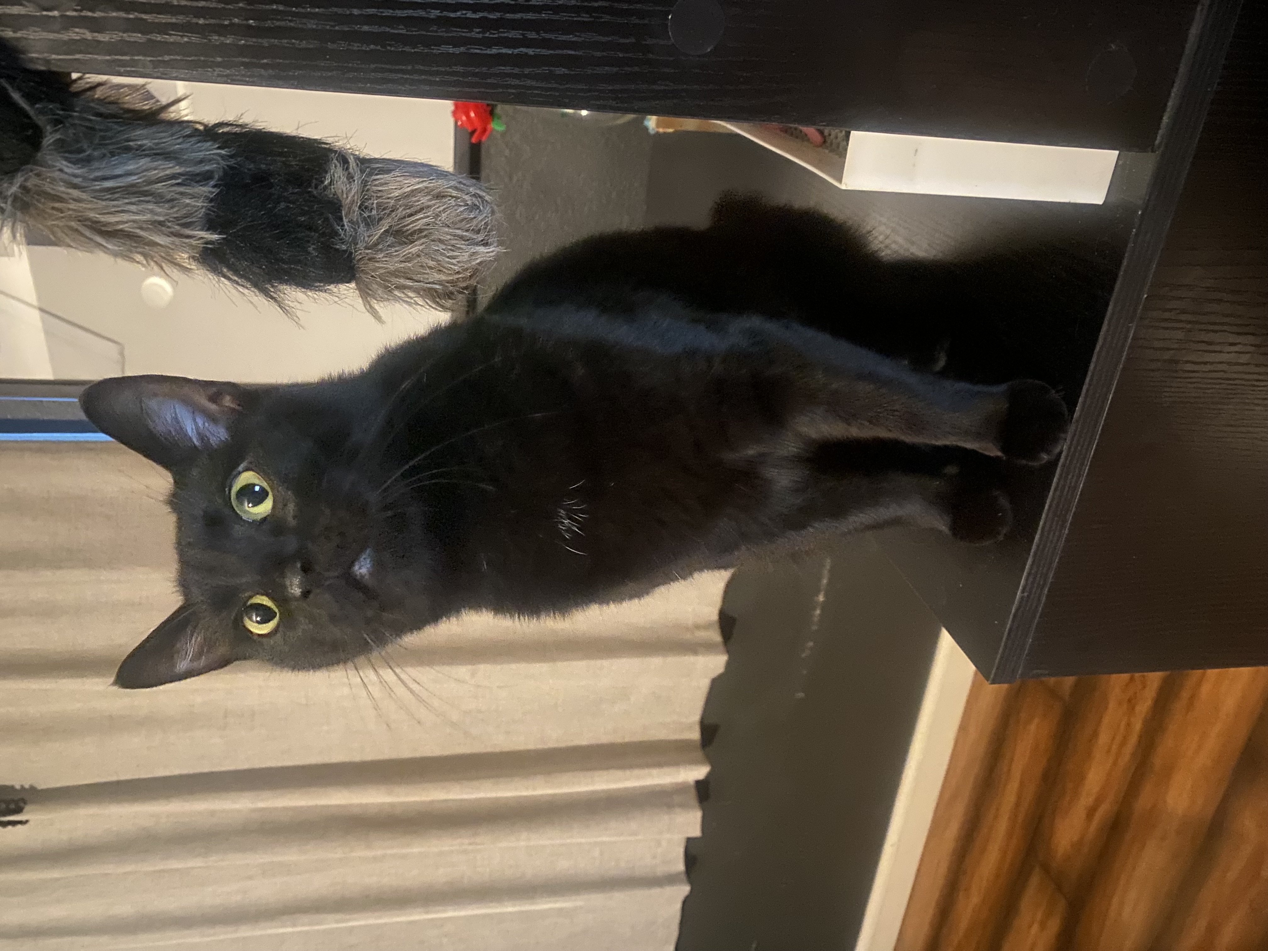 Pet