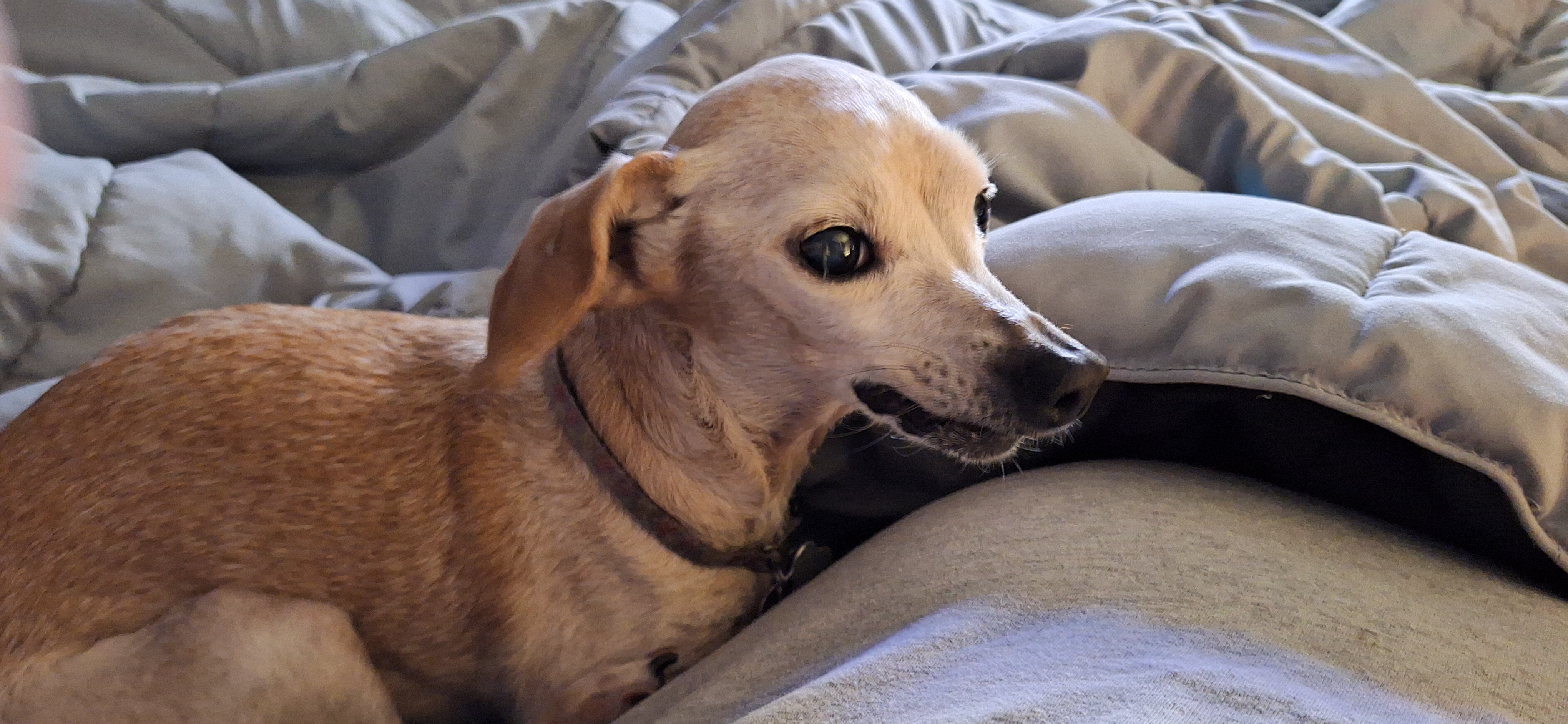 Pet