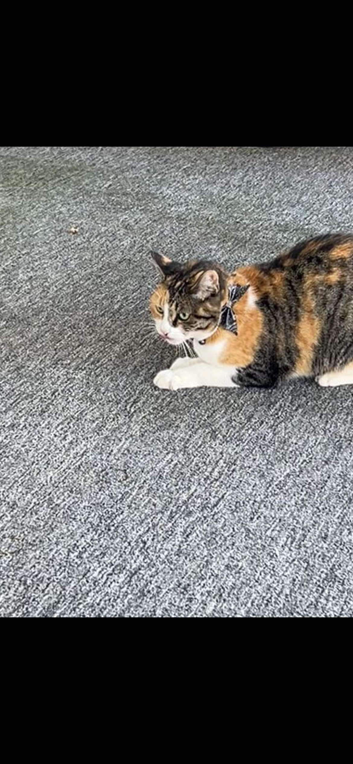 Pet