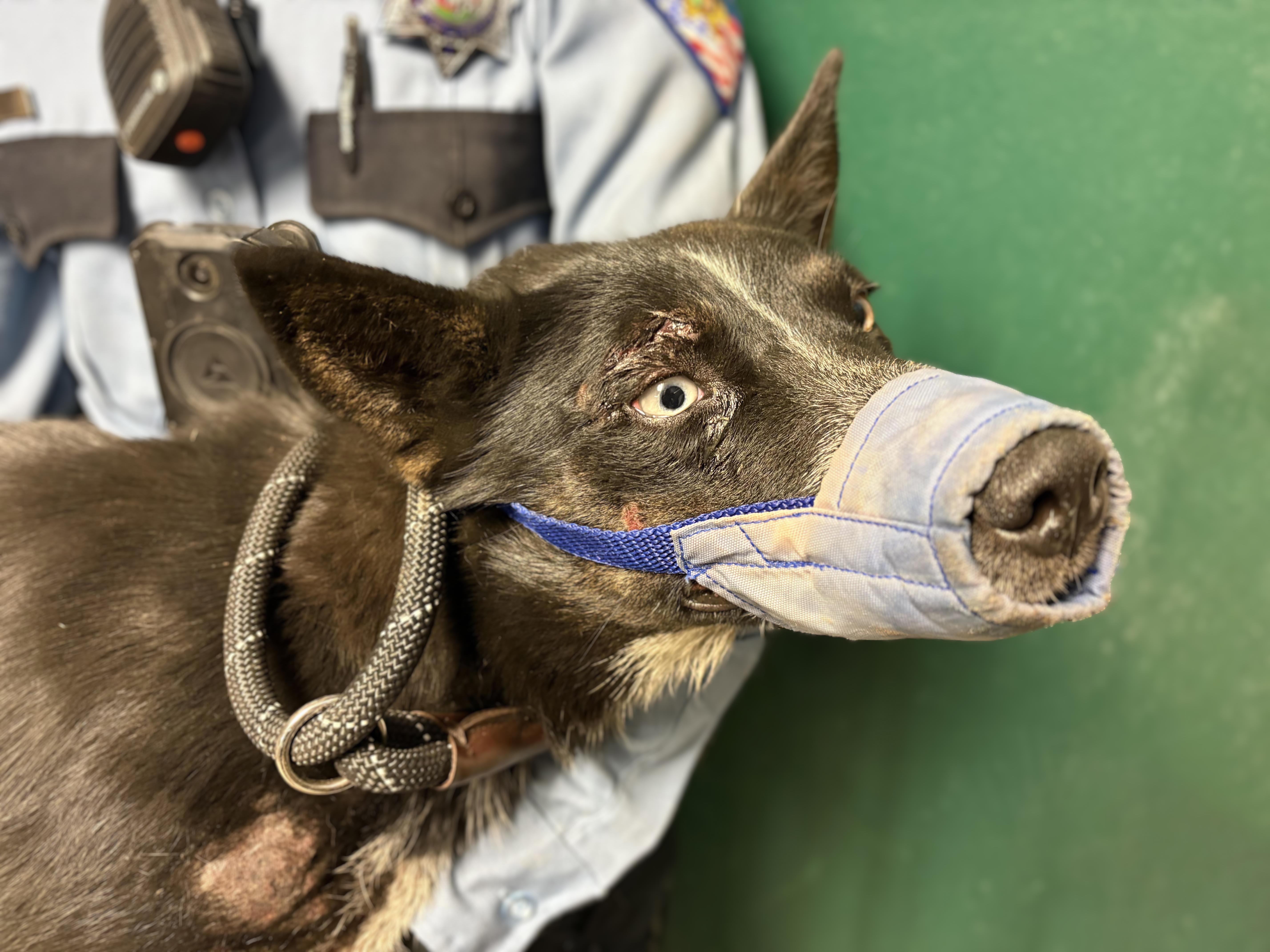 Pet