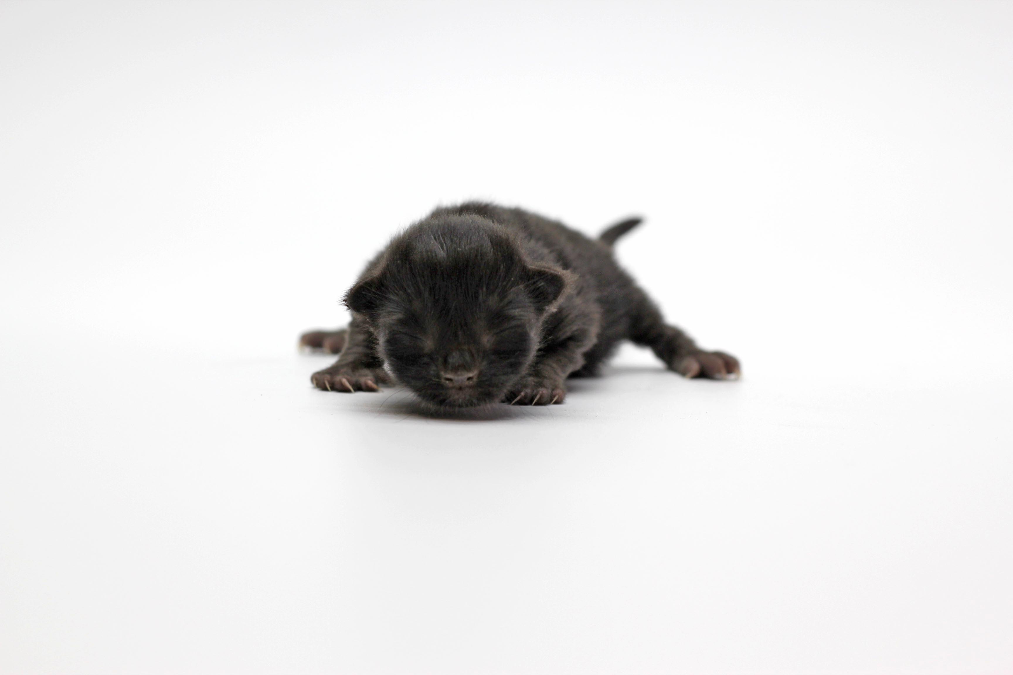 Pet
