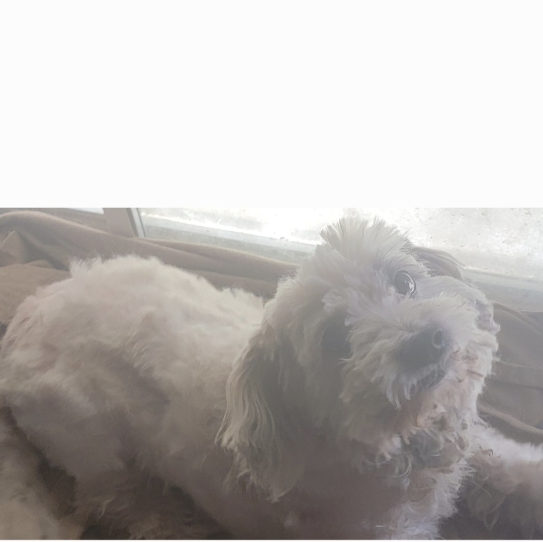 Pet