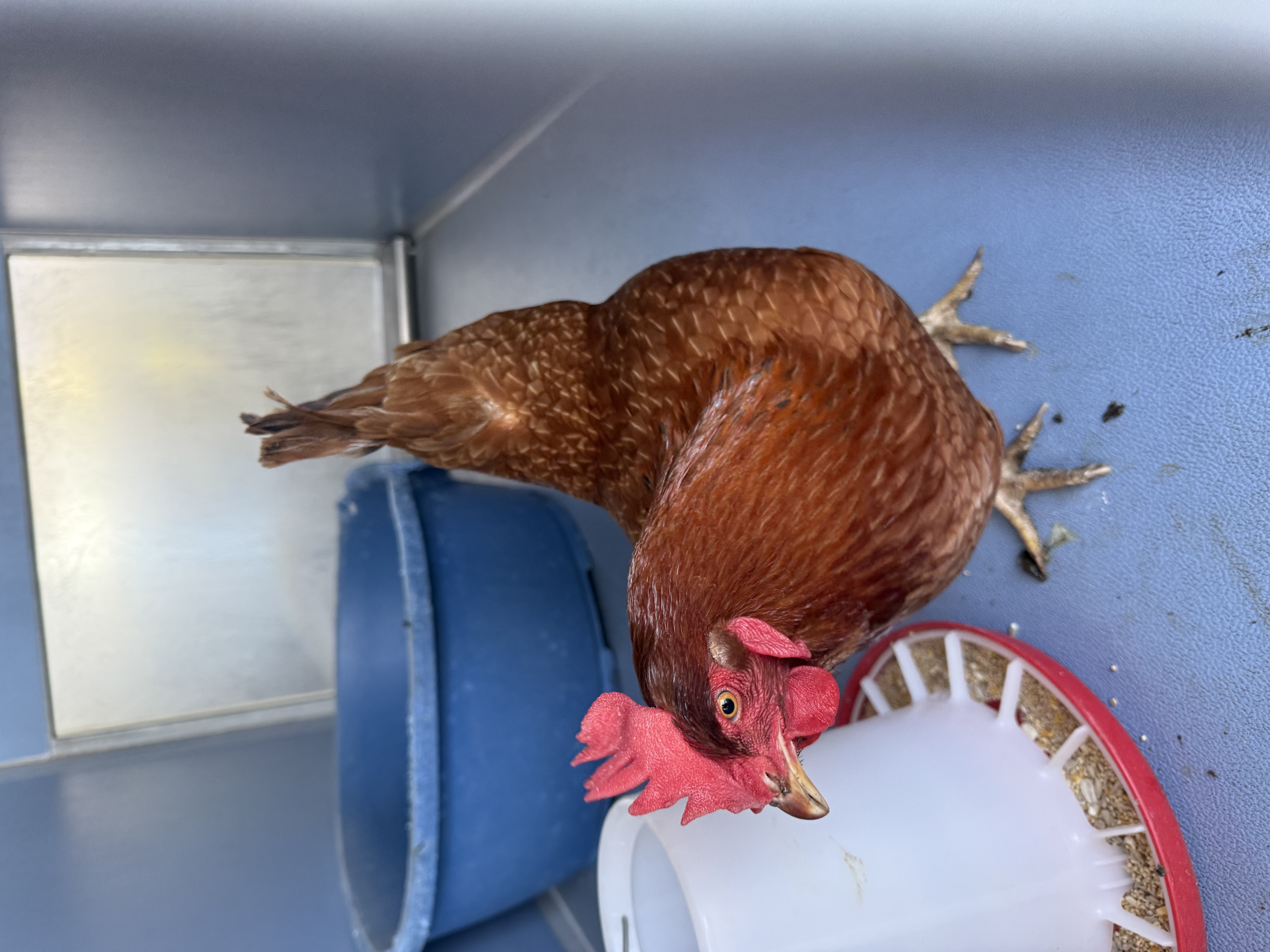 Pet