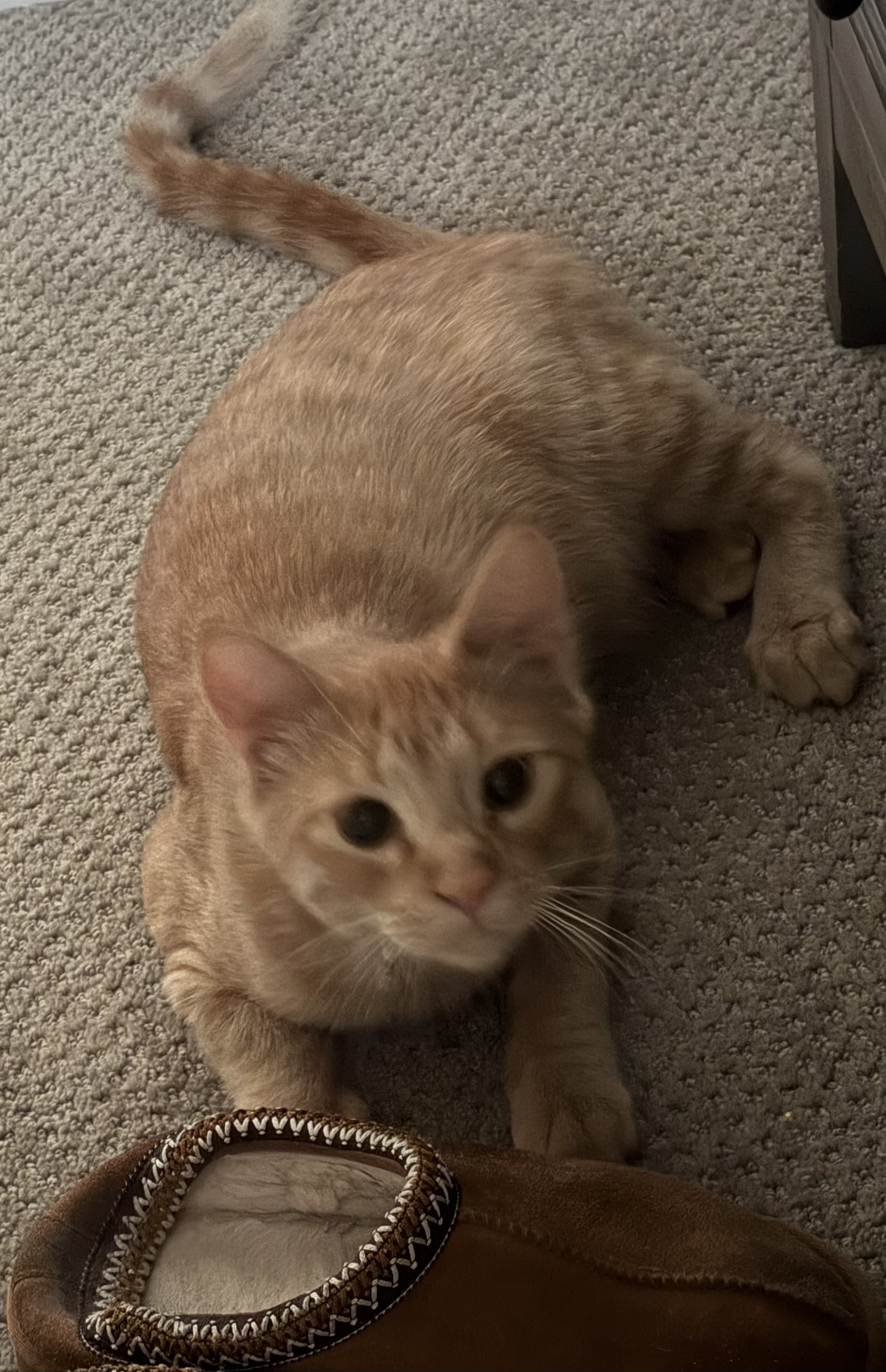 Pet
