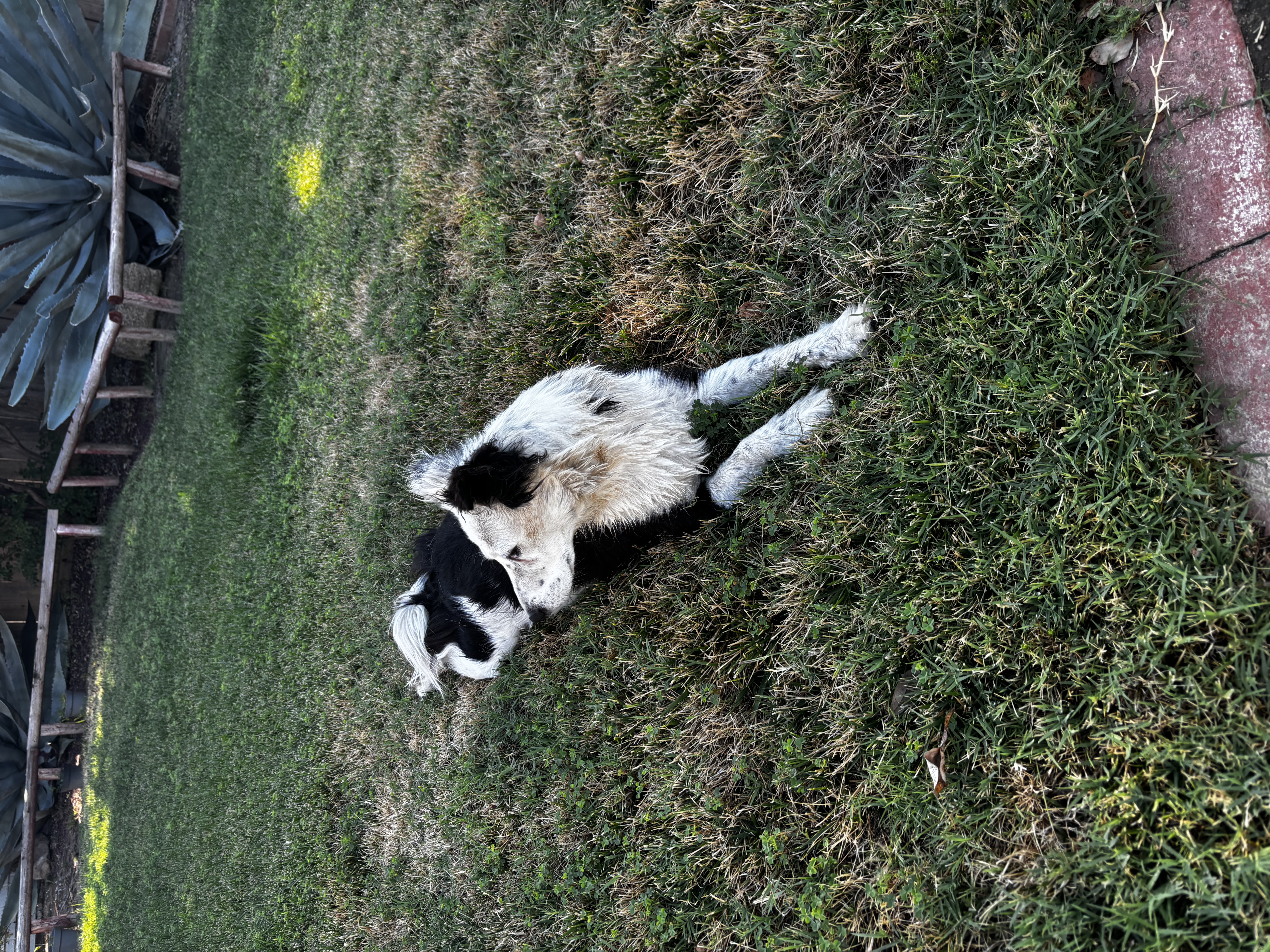 Pet