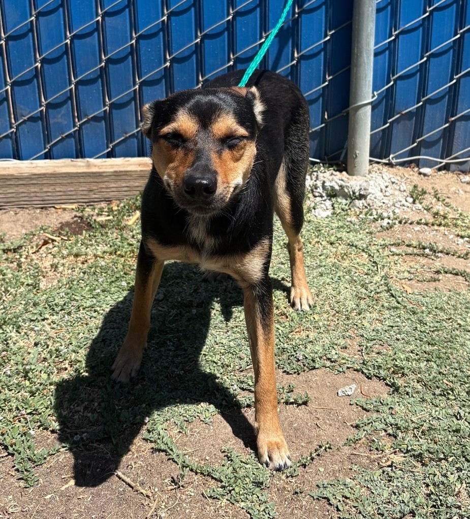 Pet
