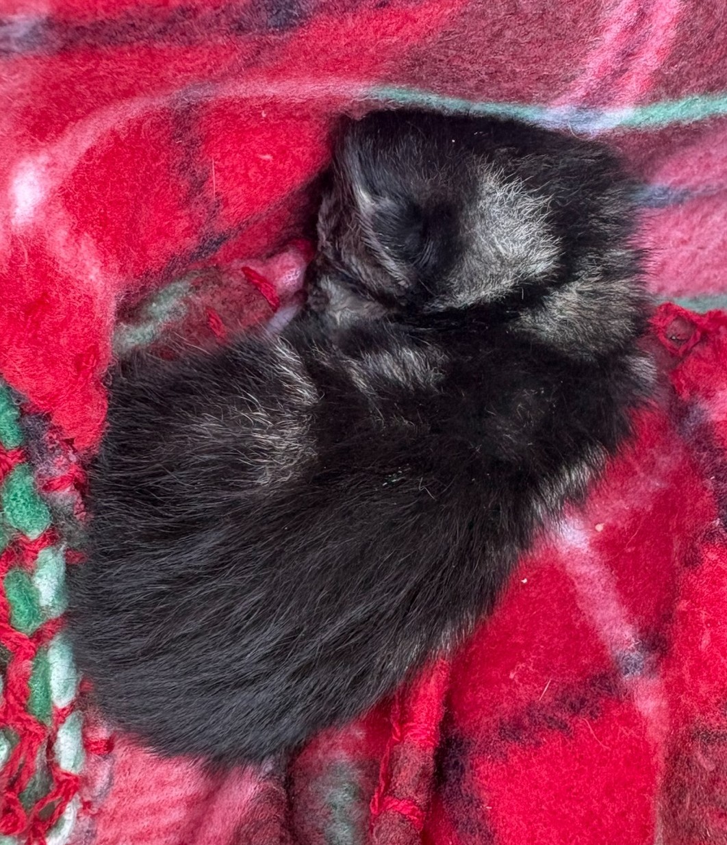 Pet