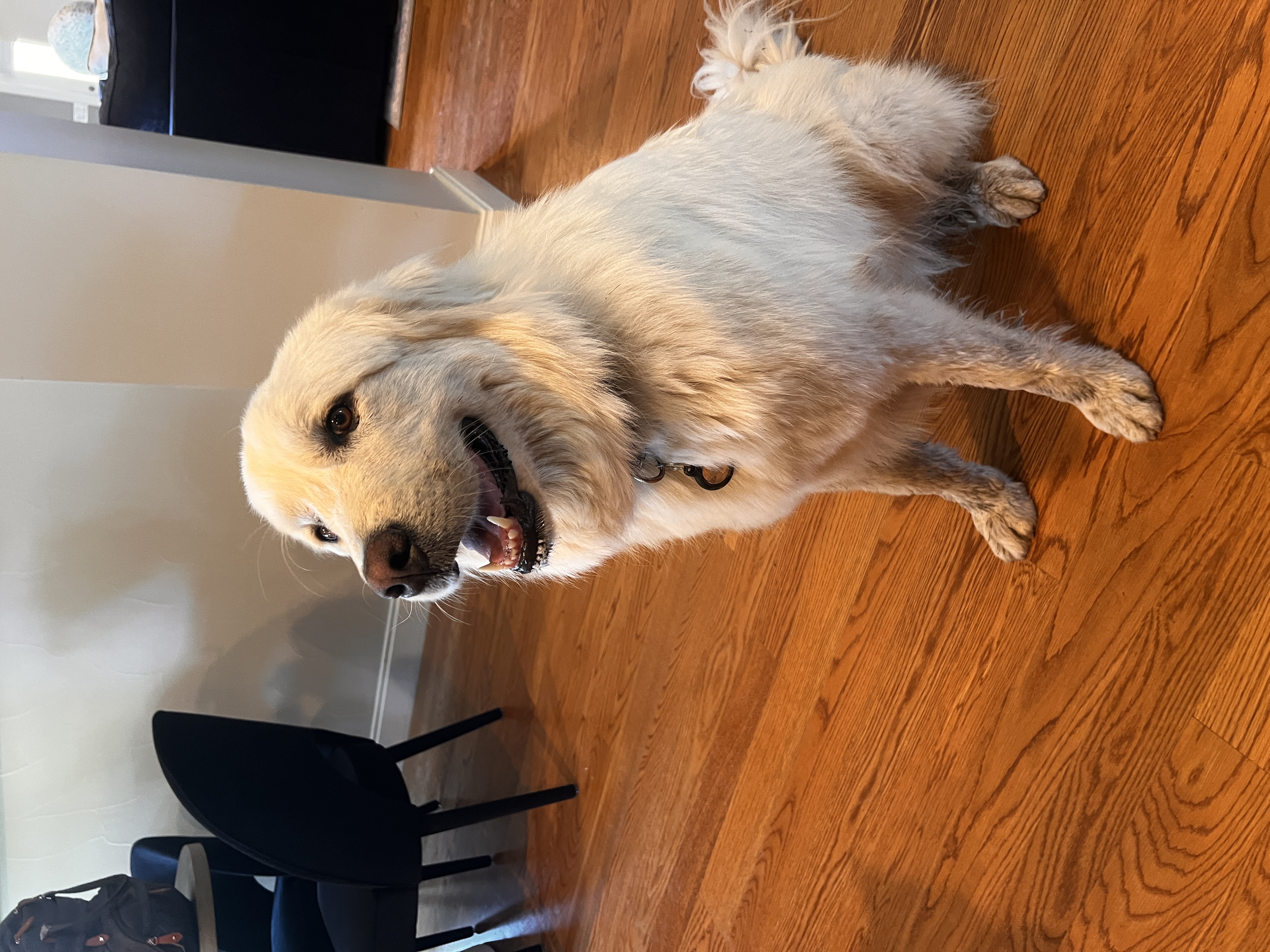 Pet