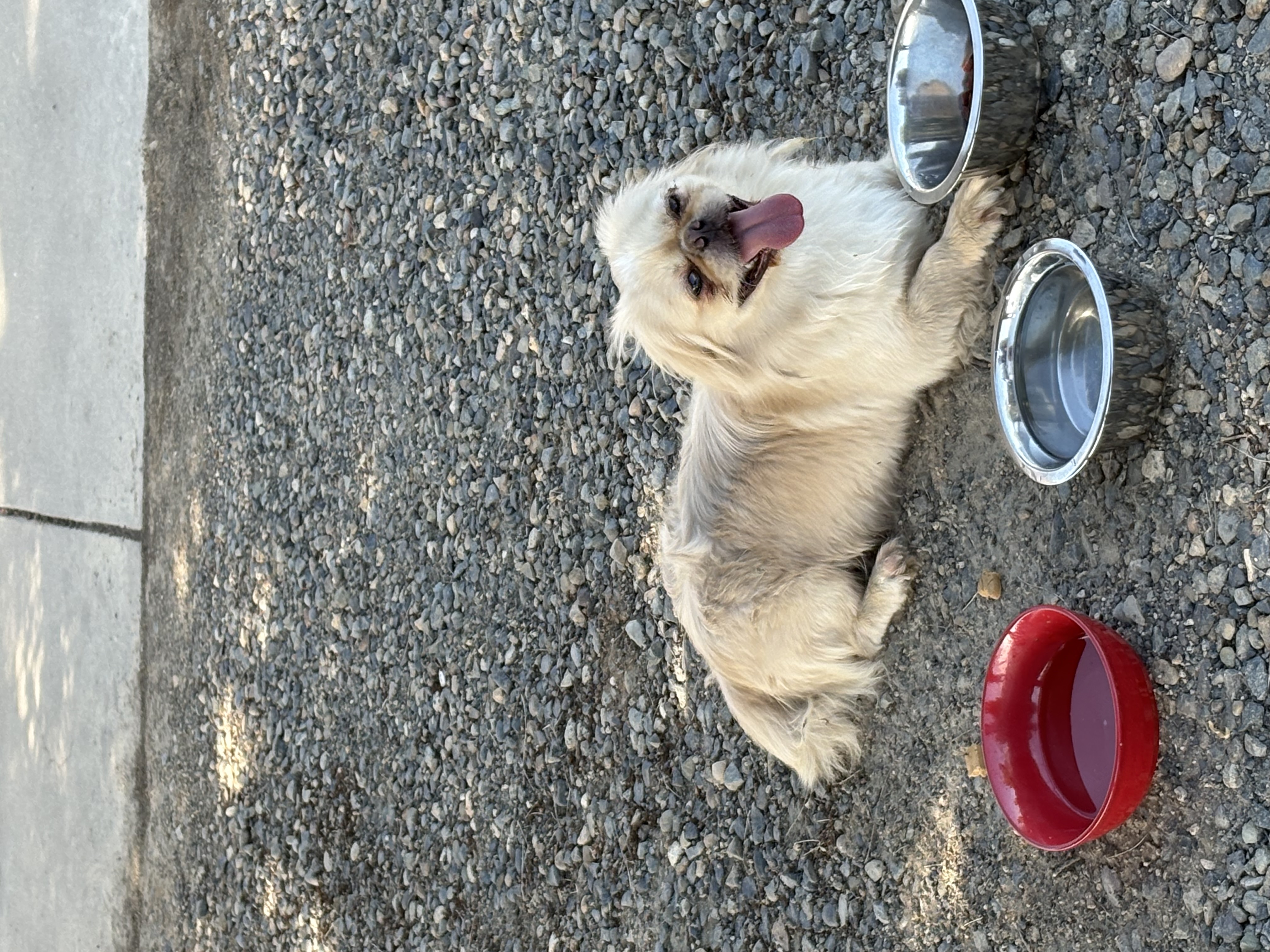 Pet