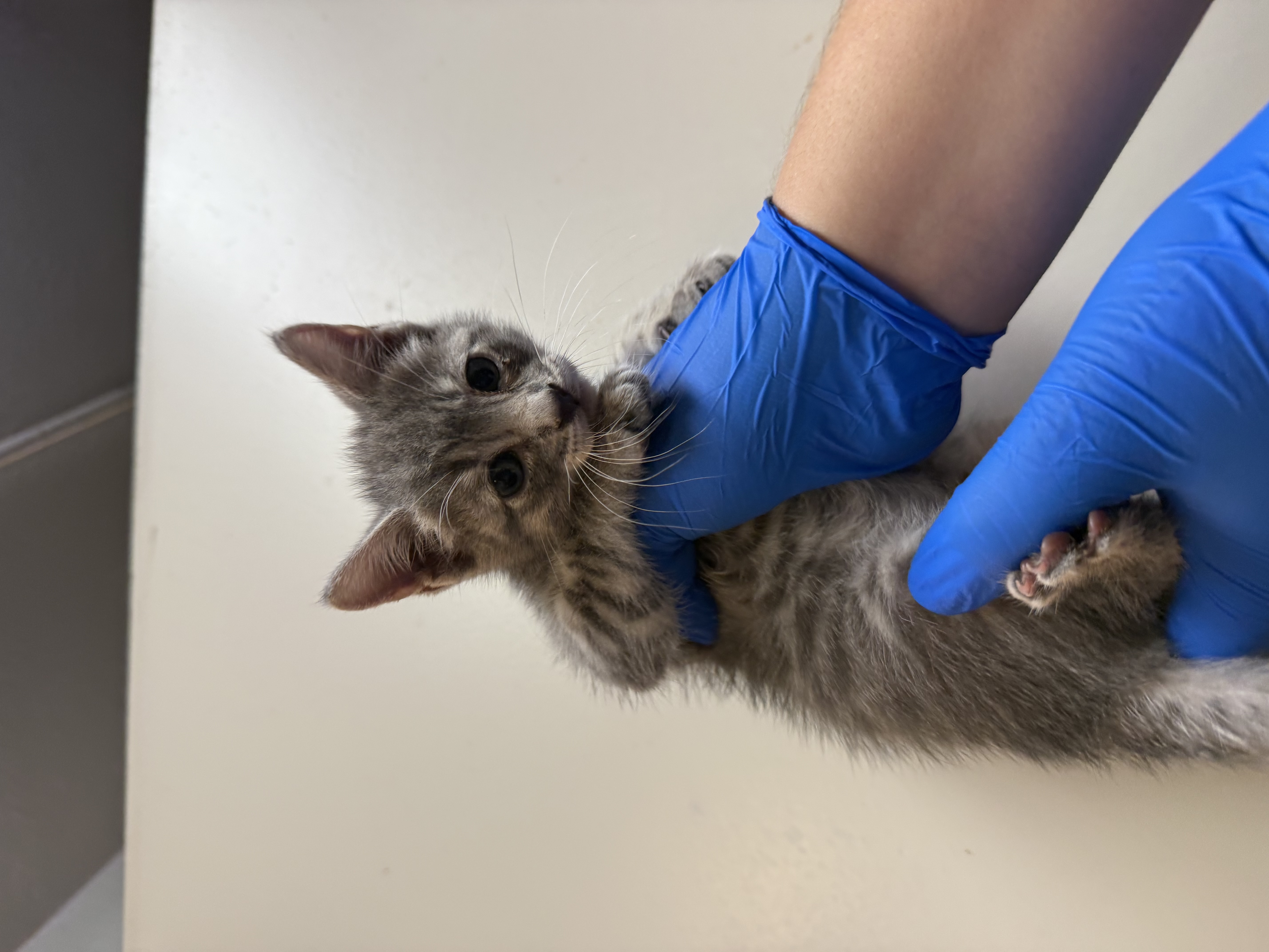 Pet