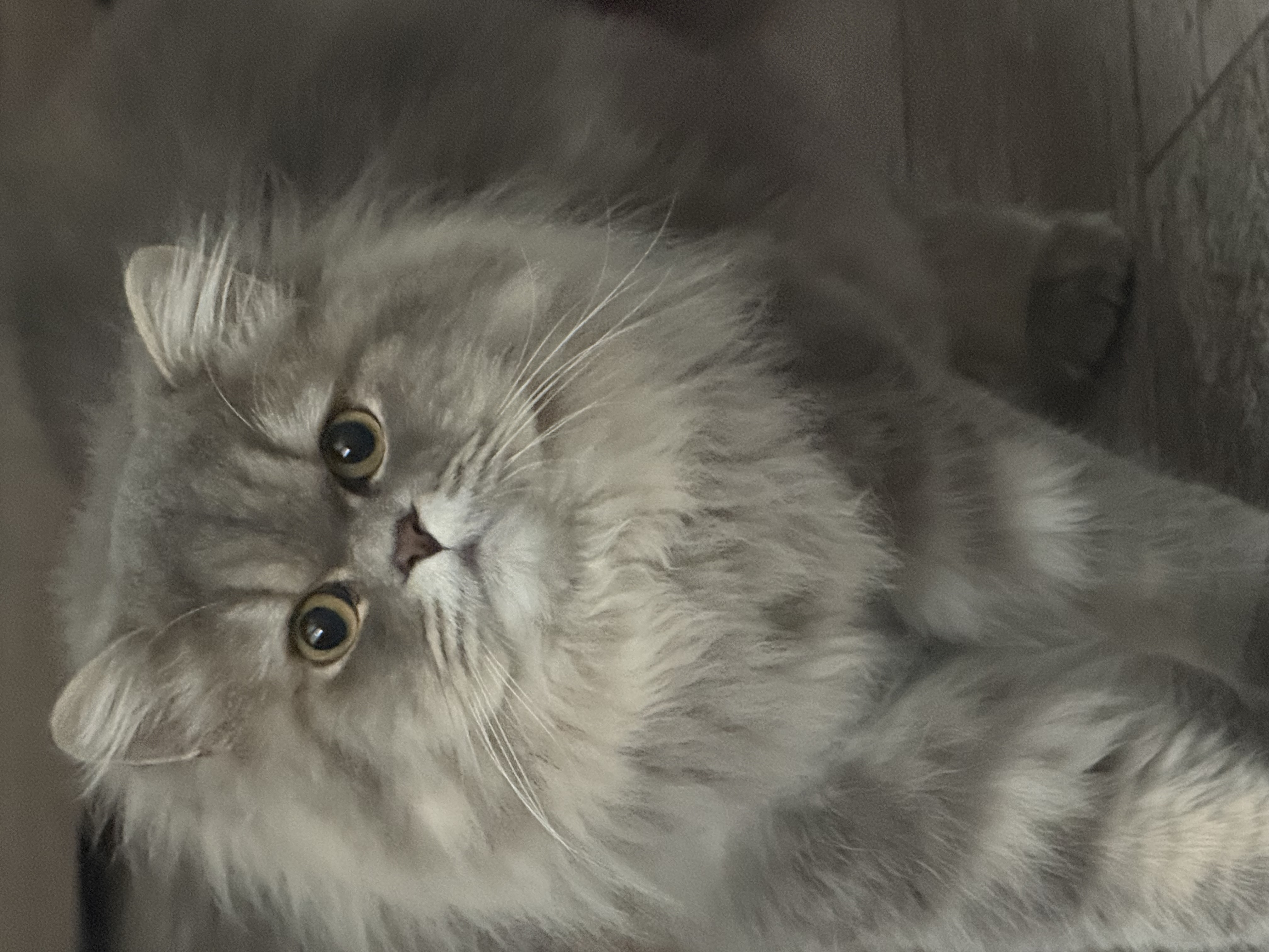 Pet