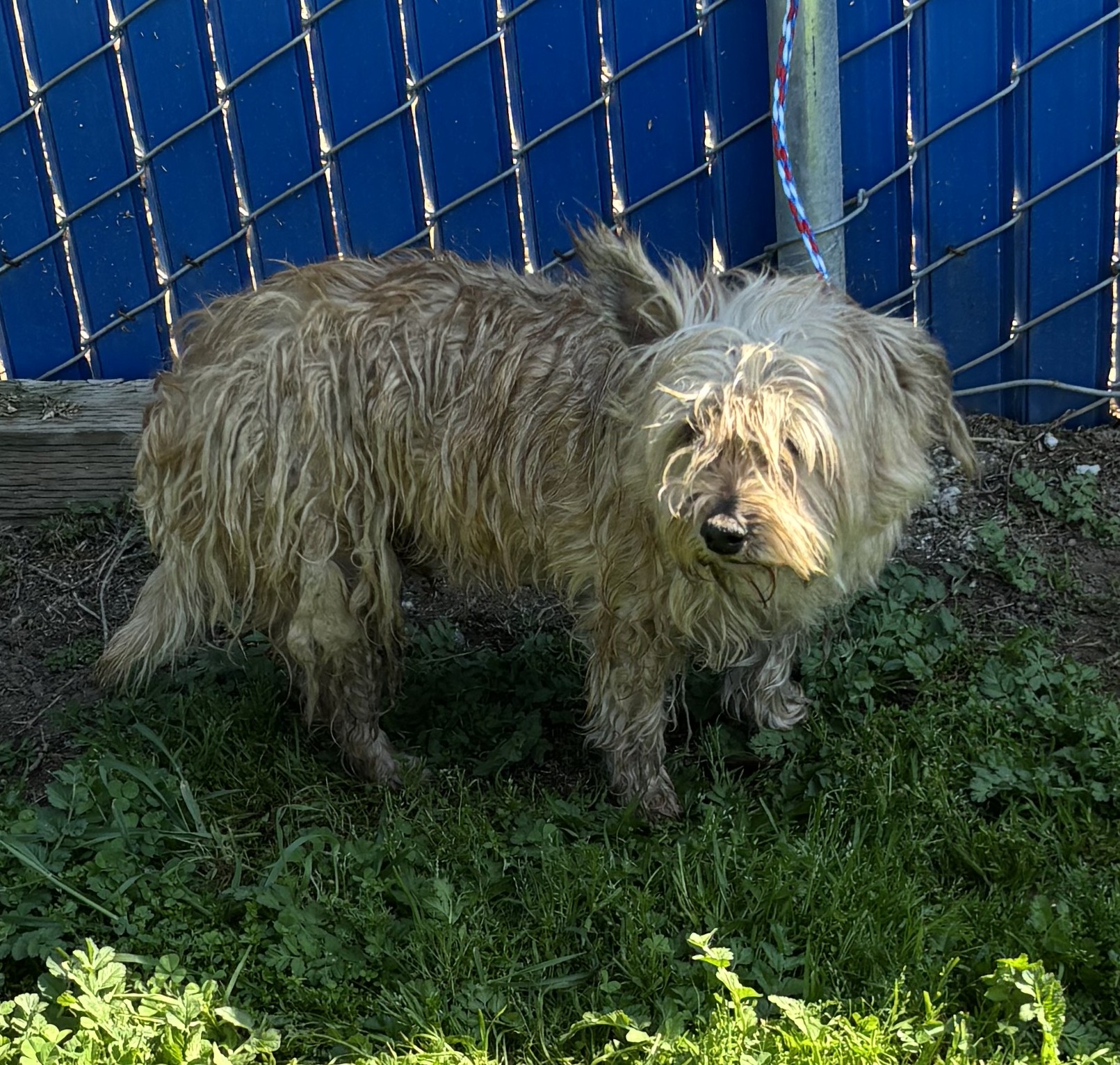 Pet