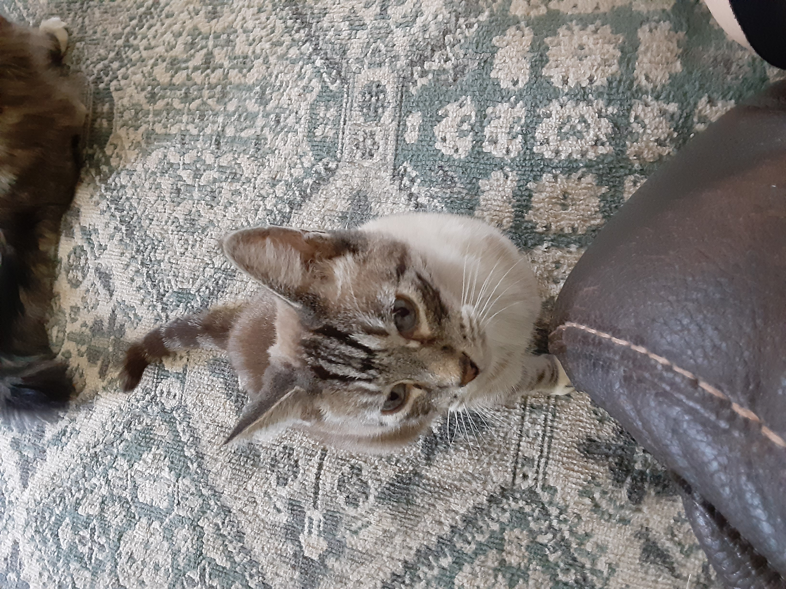 Pet