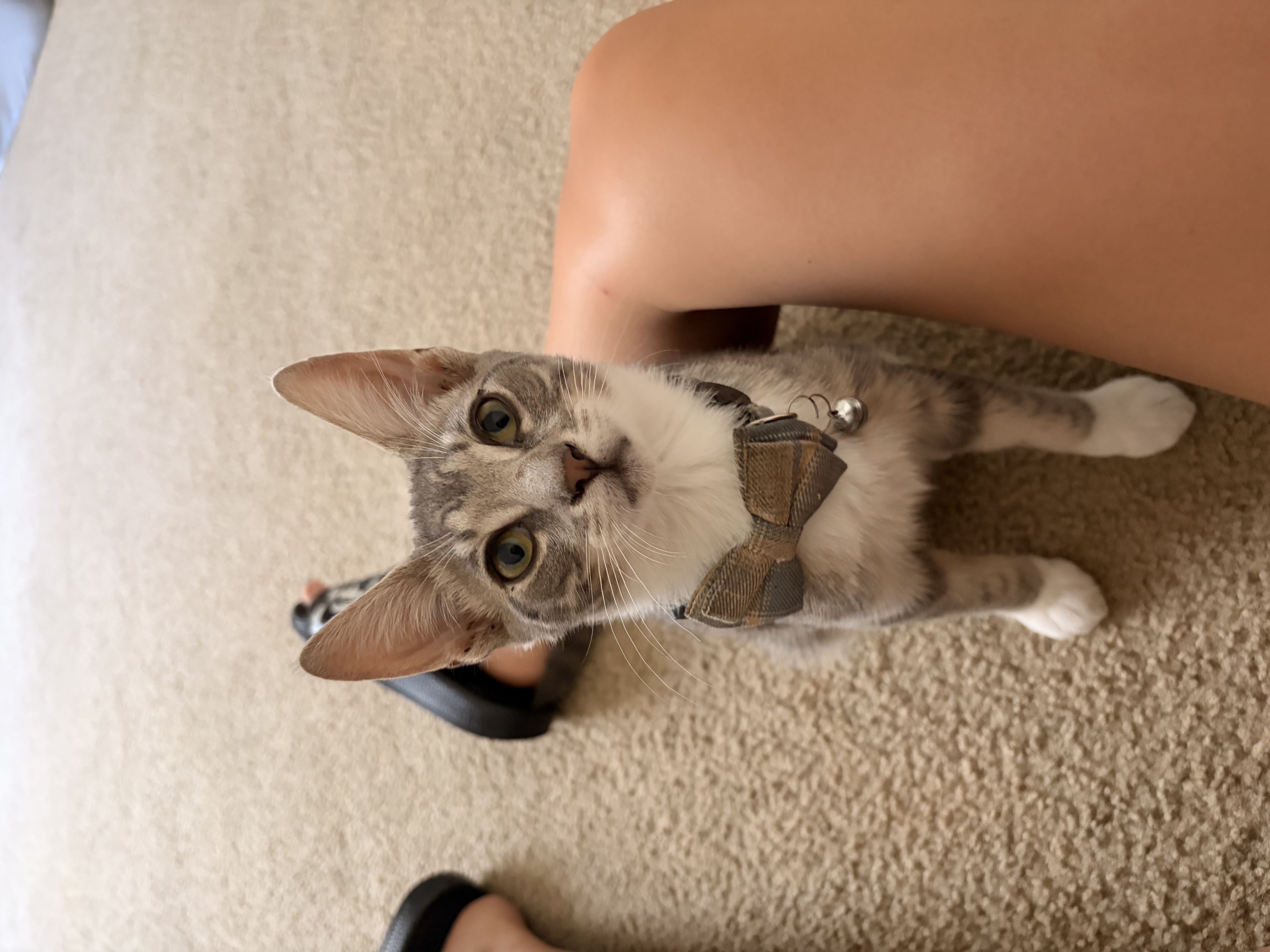 Pet