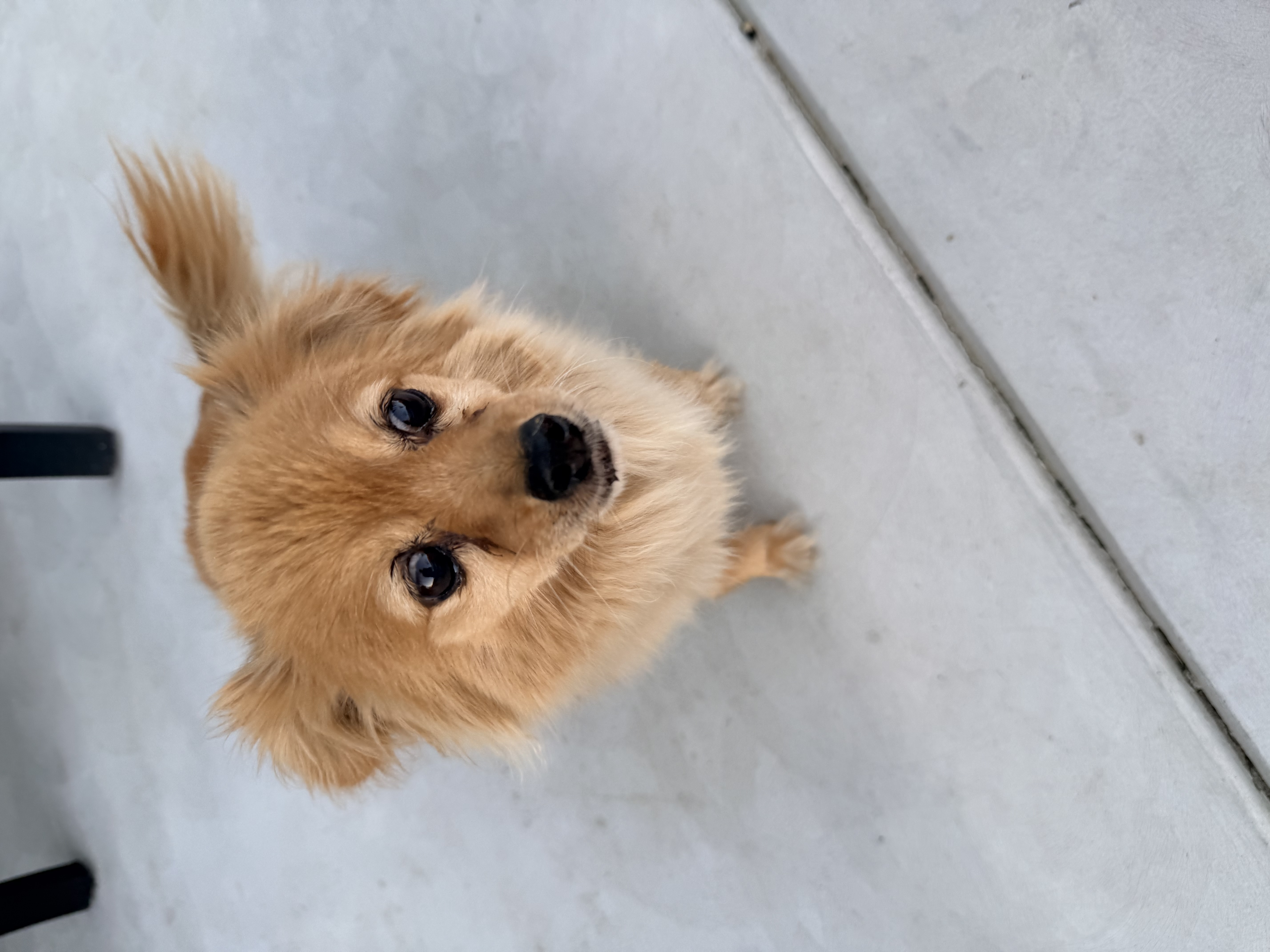 Pet