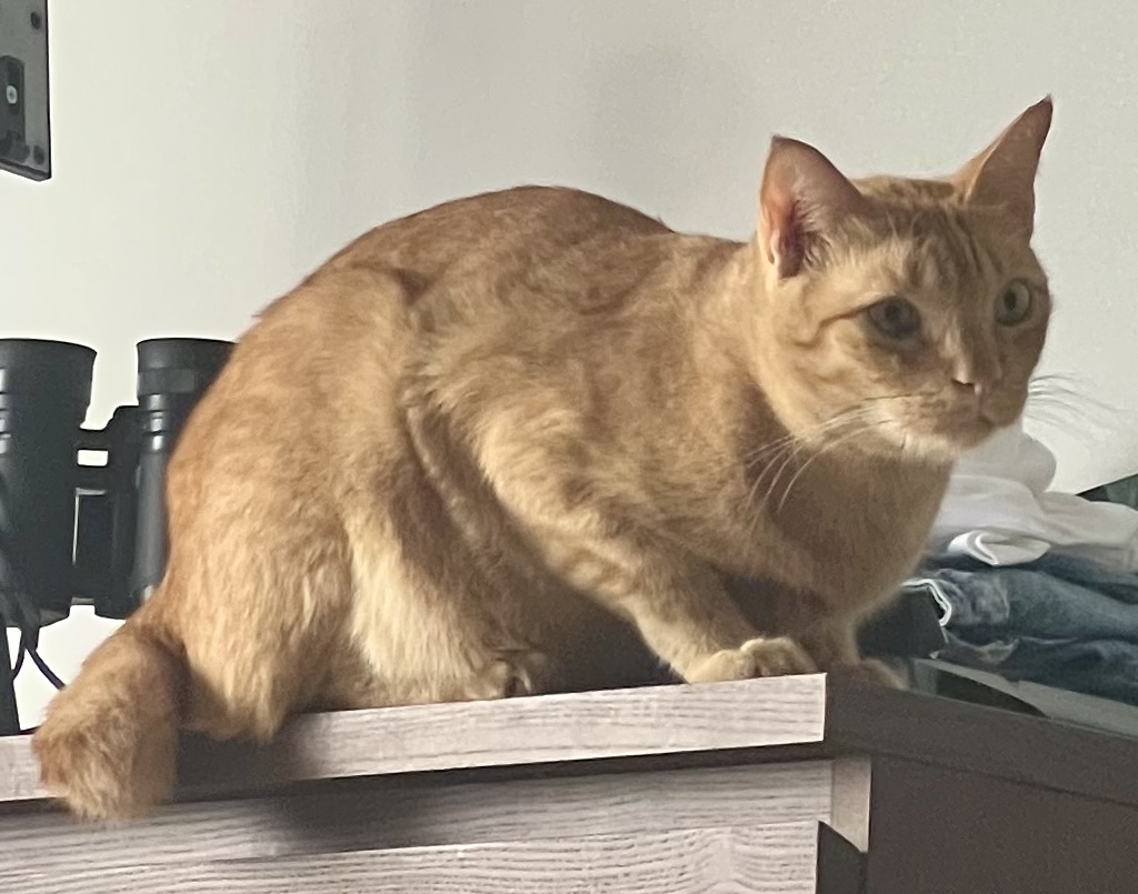 Pet
