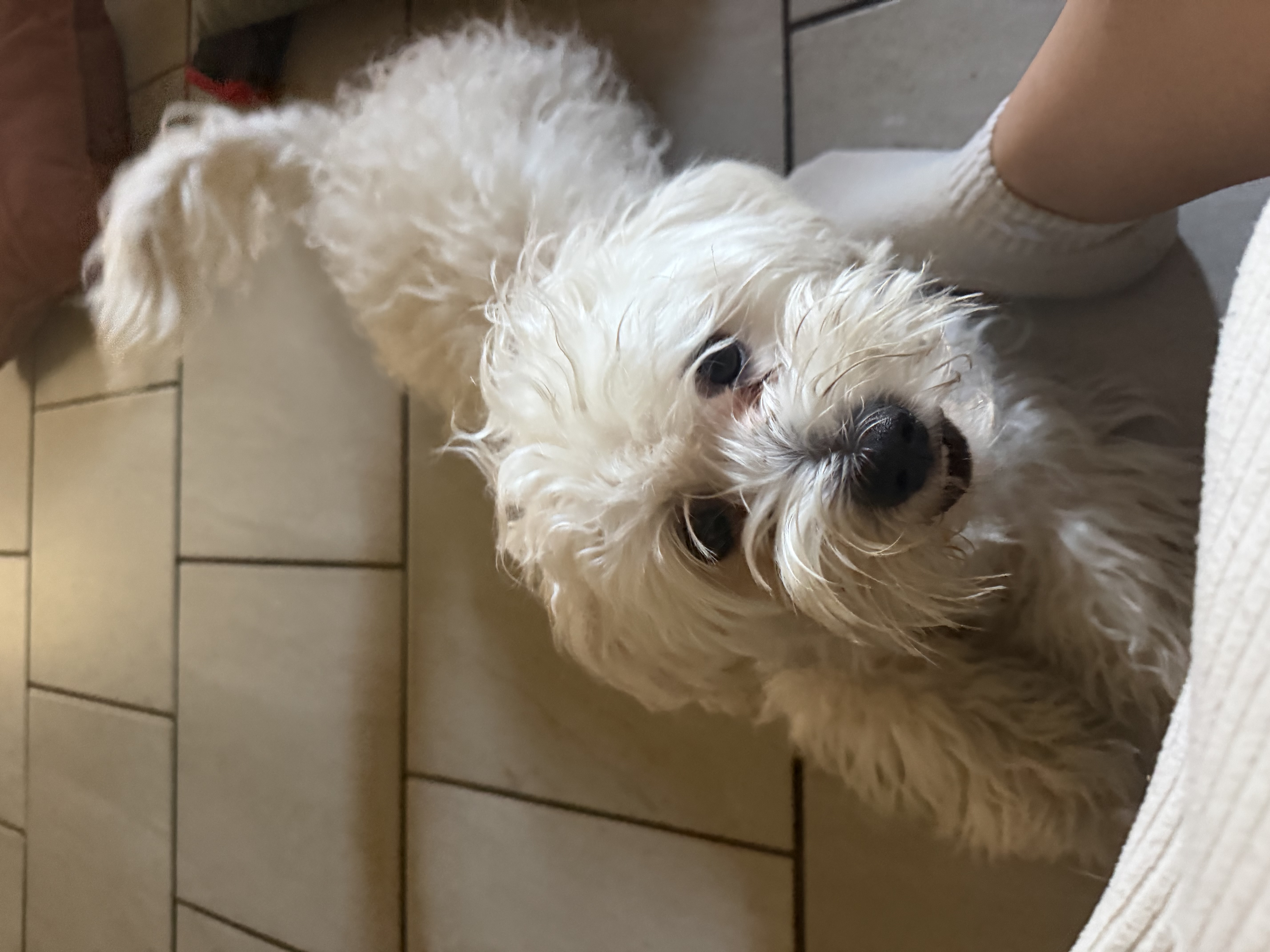 Pet