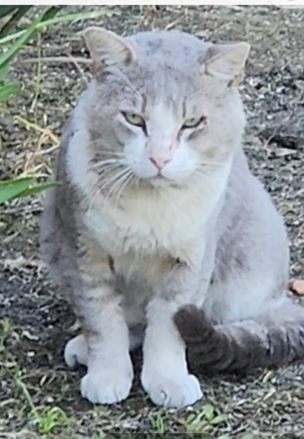 Pet