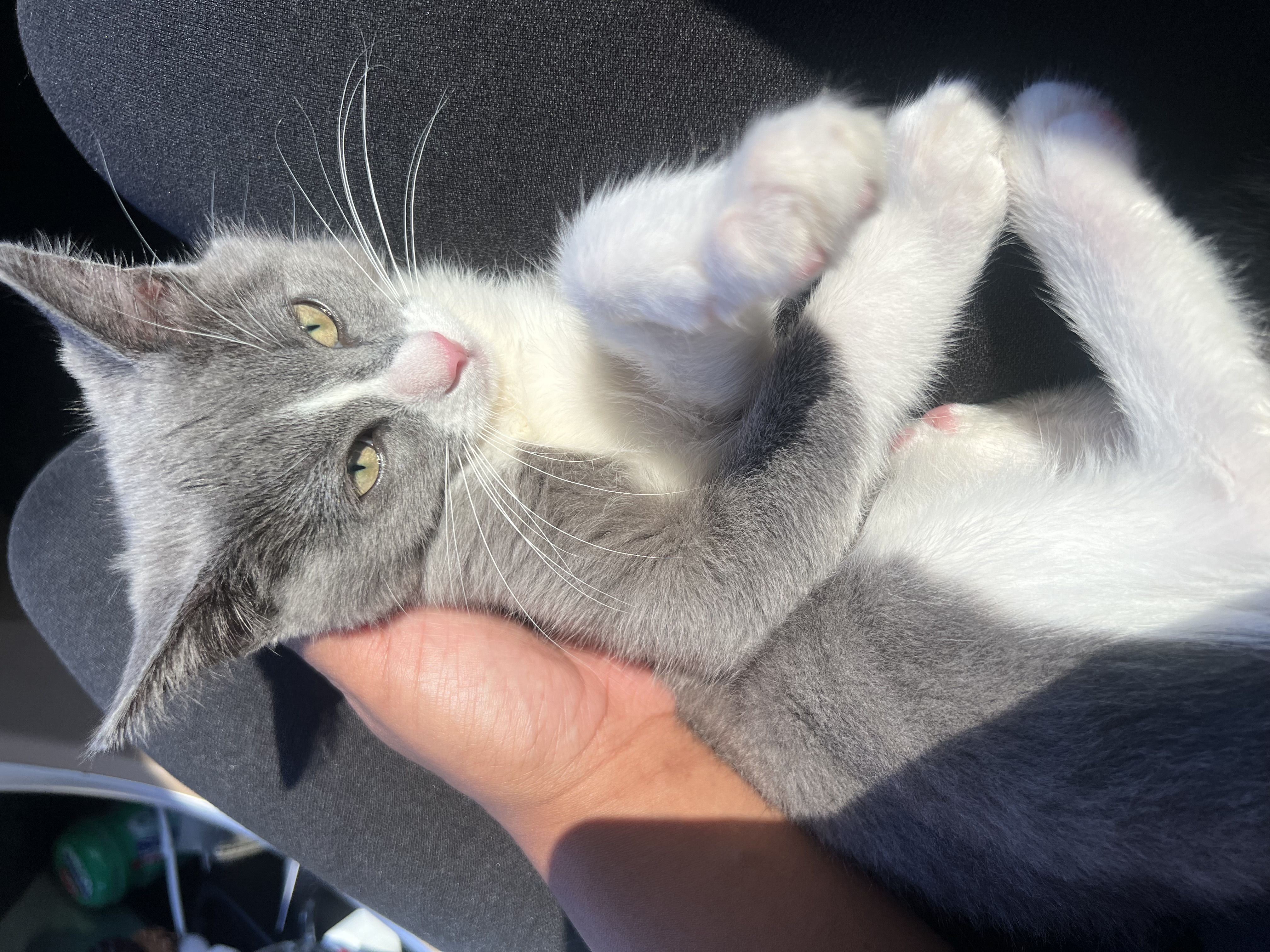 Pet