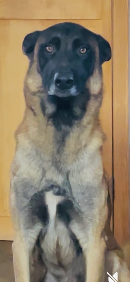 Pet