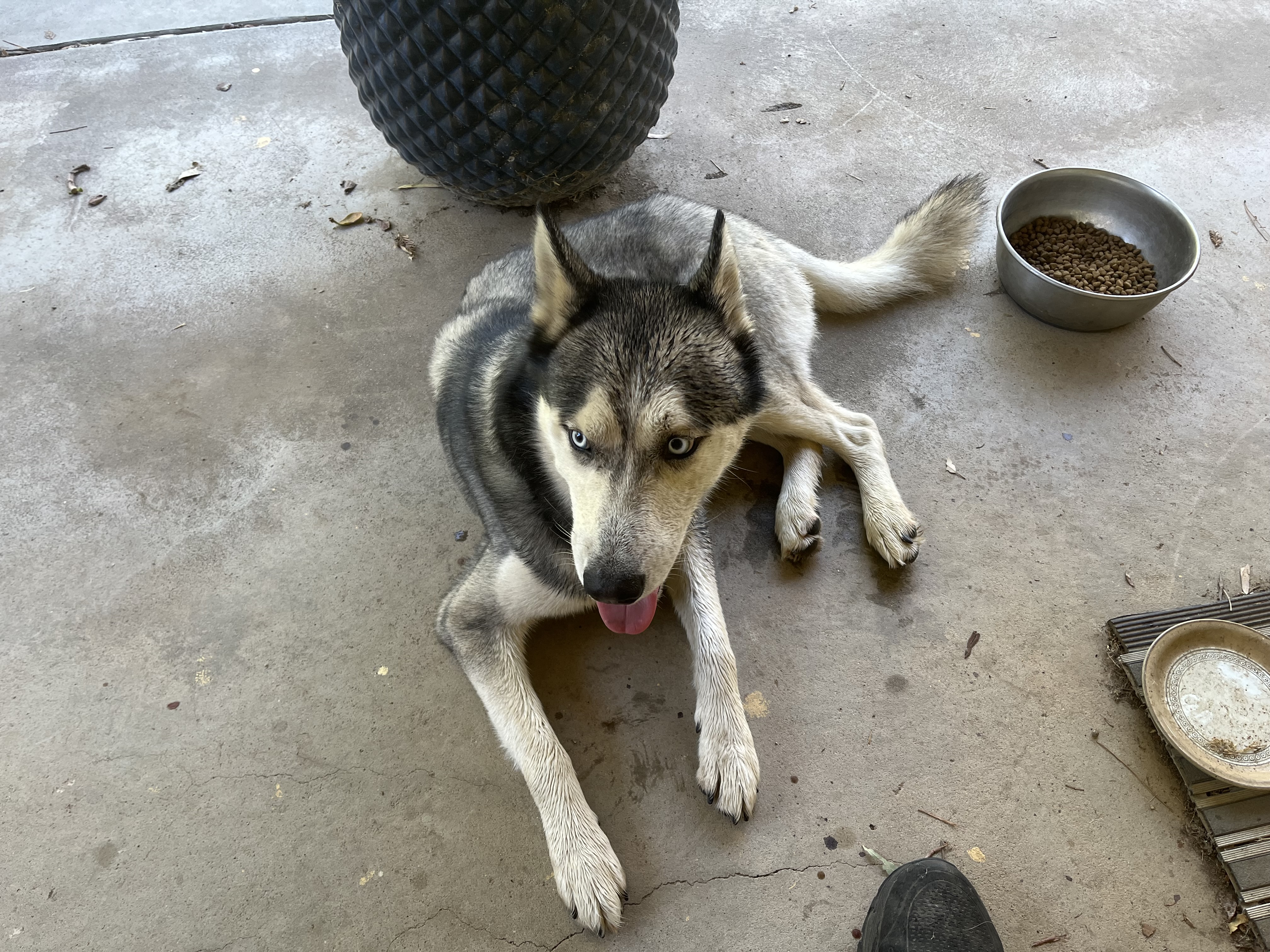Pet