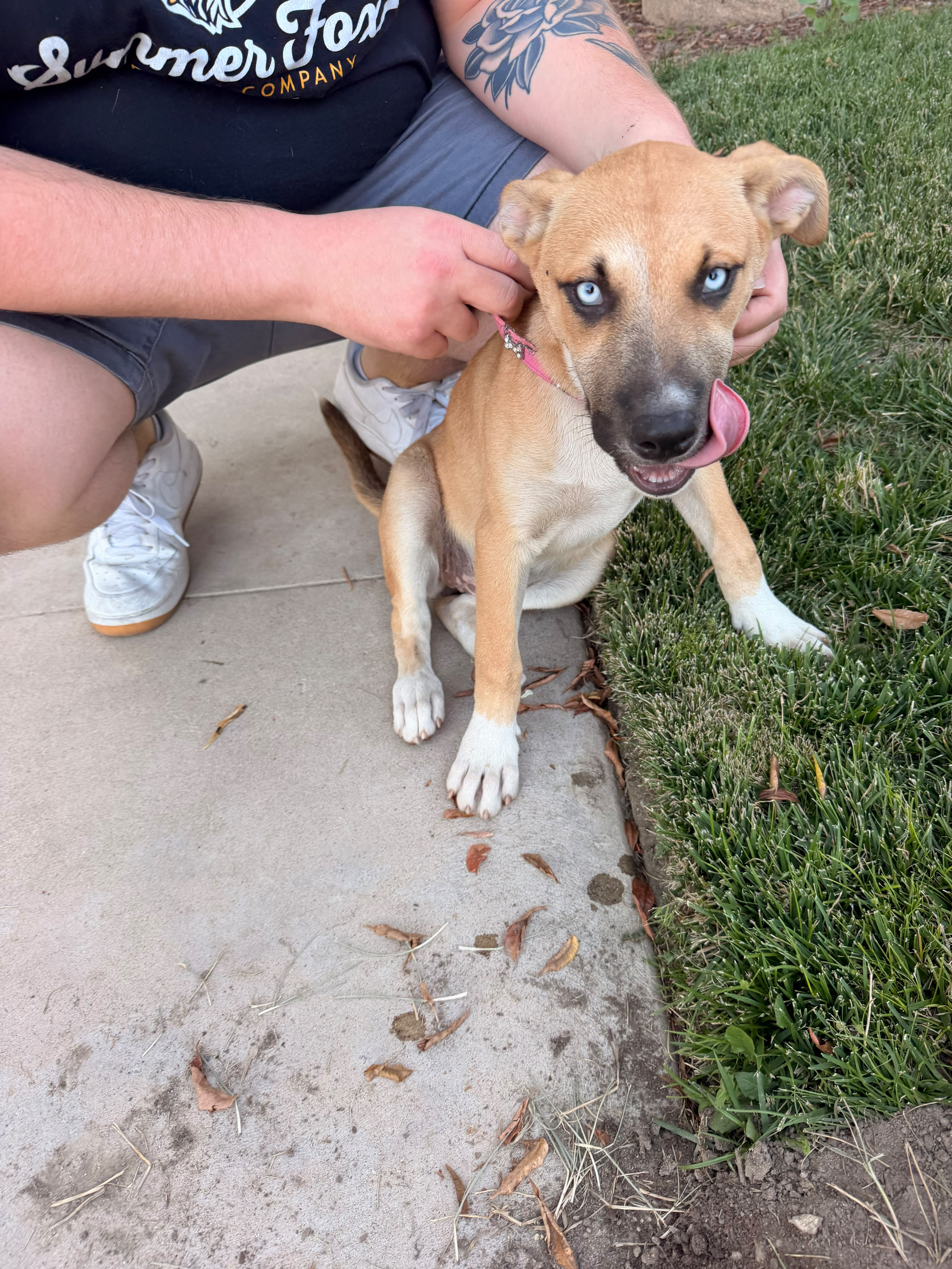 Pet