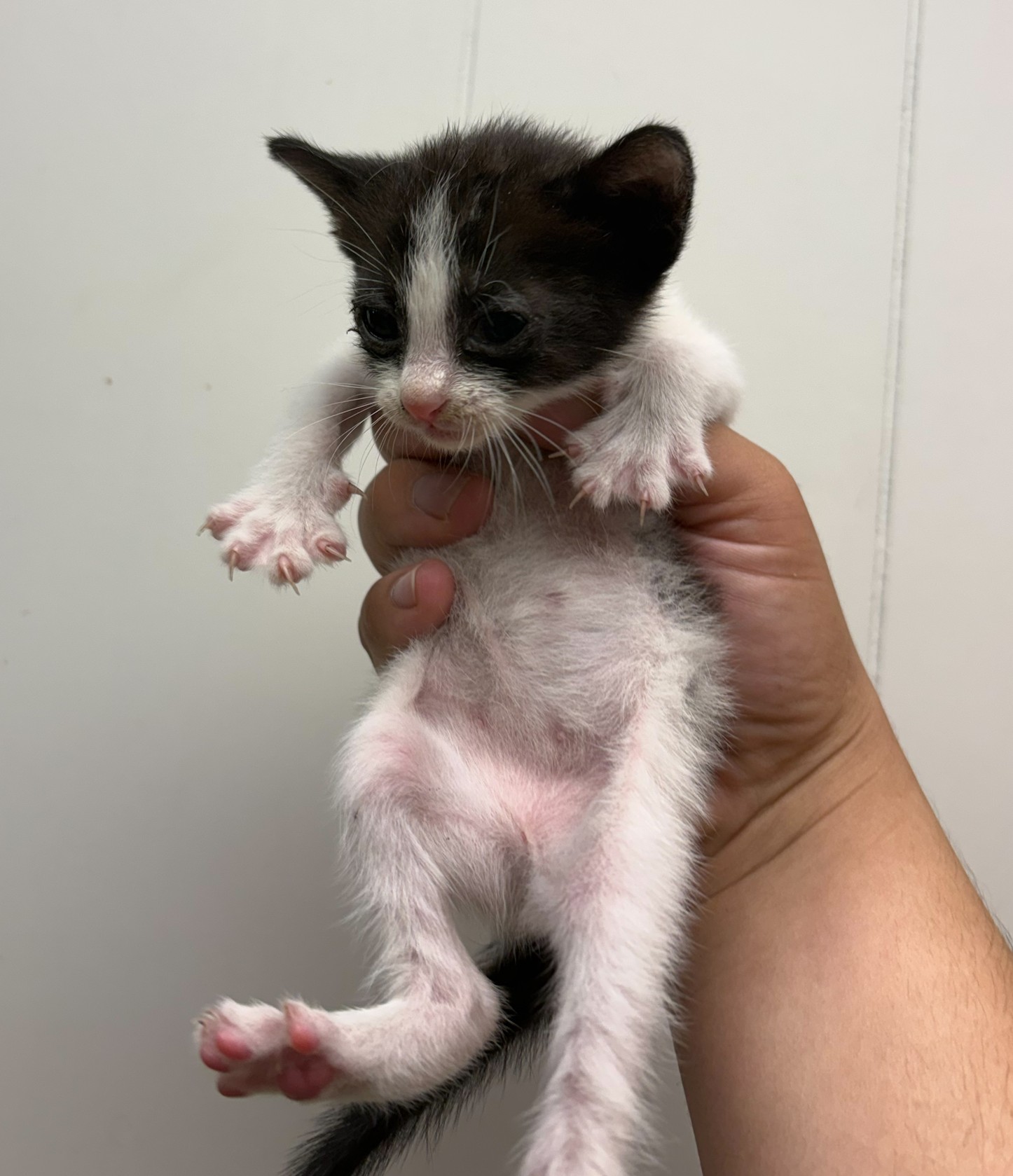 Pet