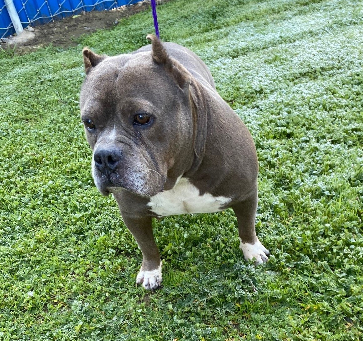 Pet