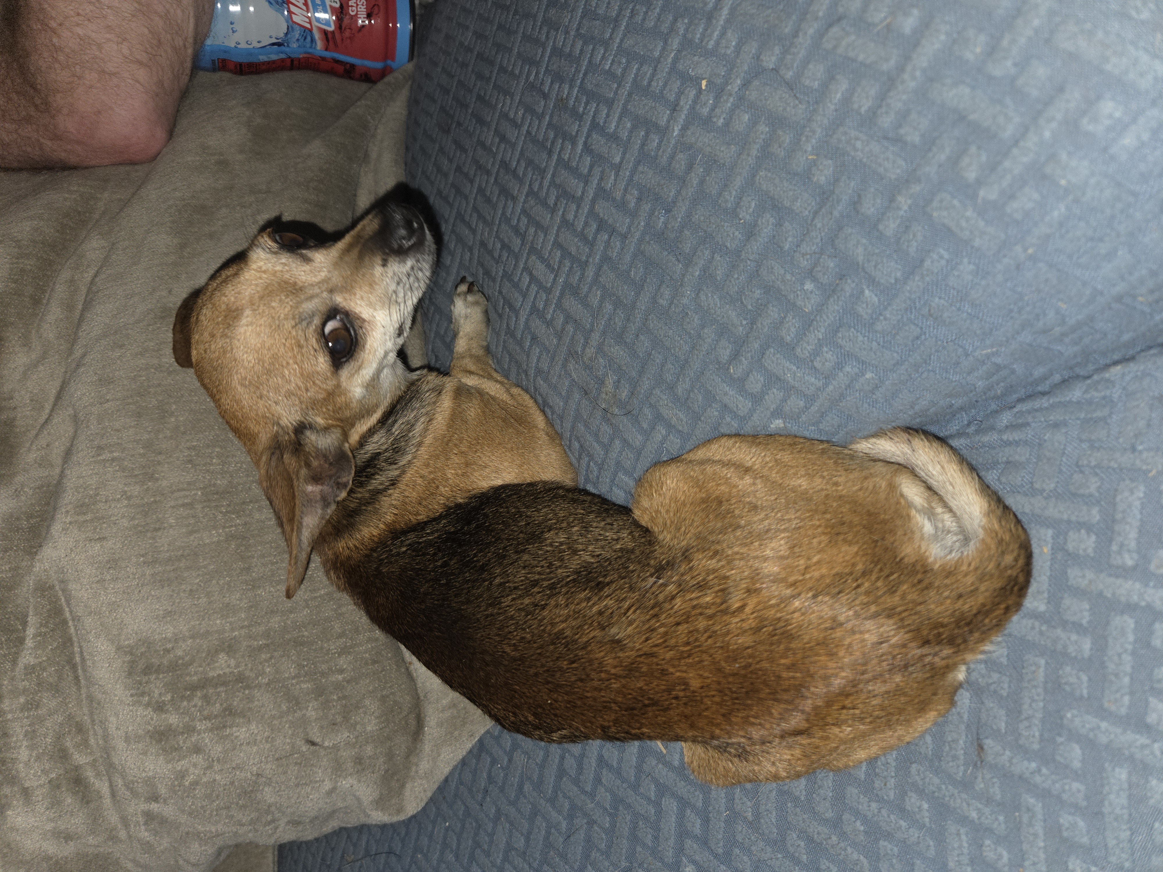 Pet