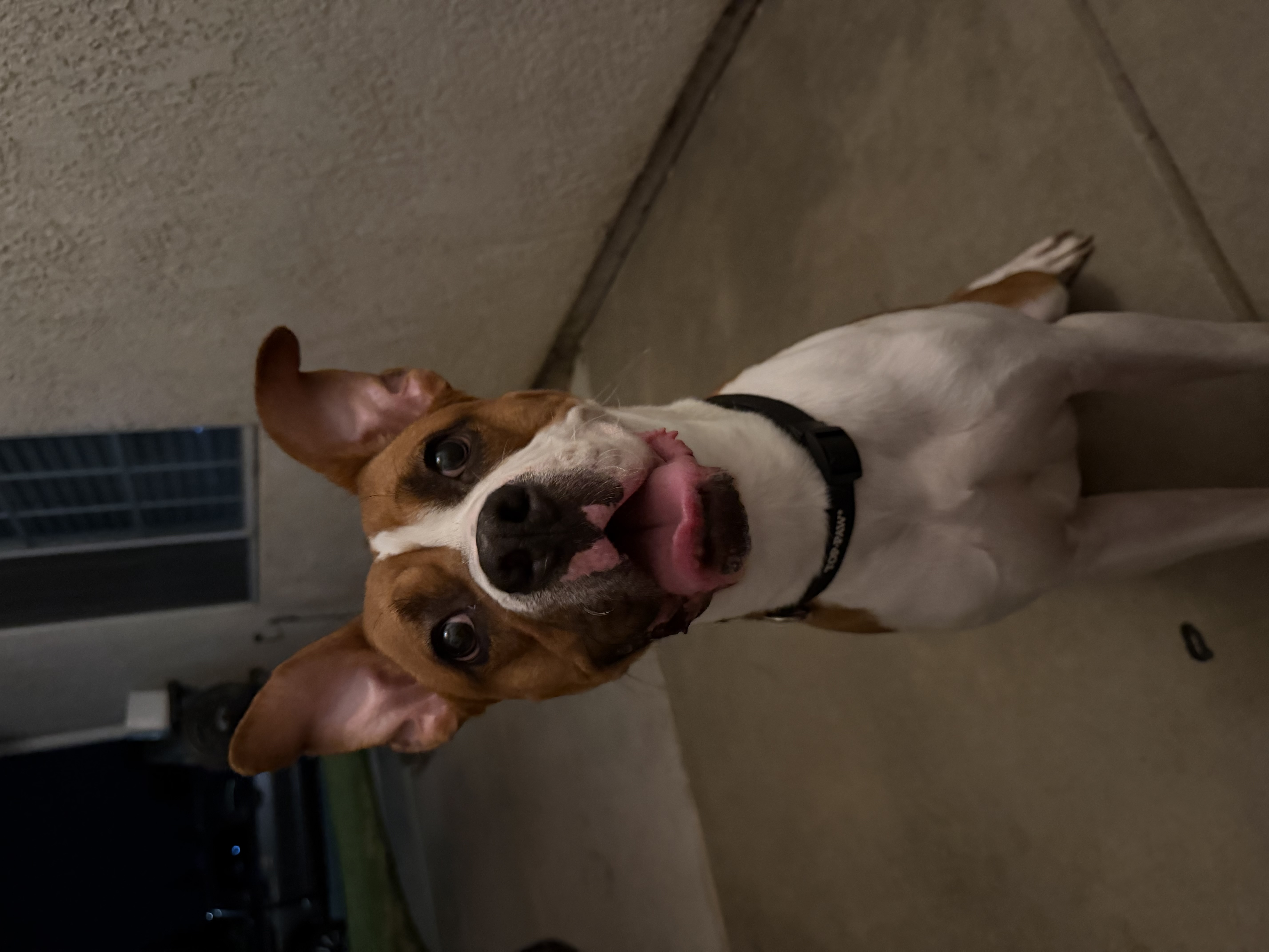 Pet