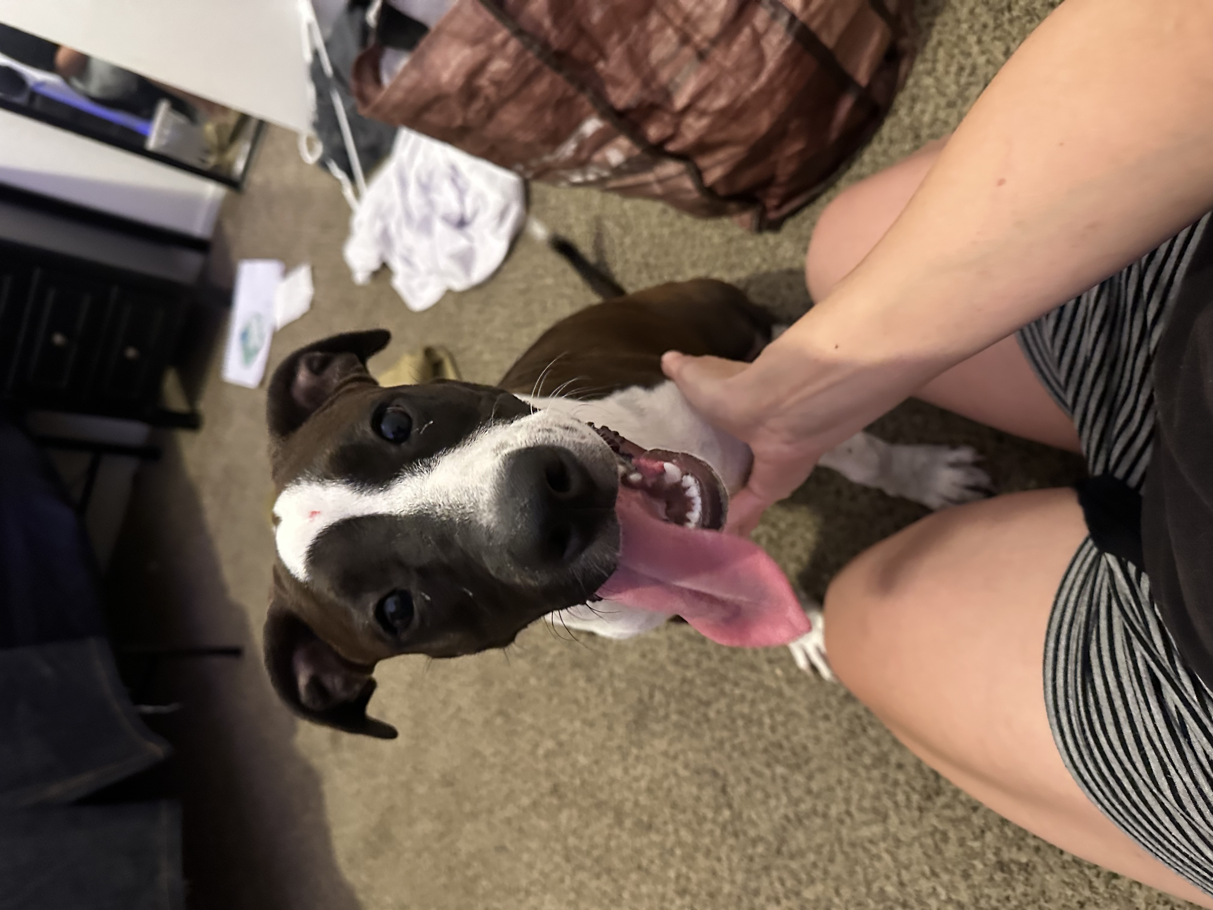 Pet