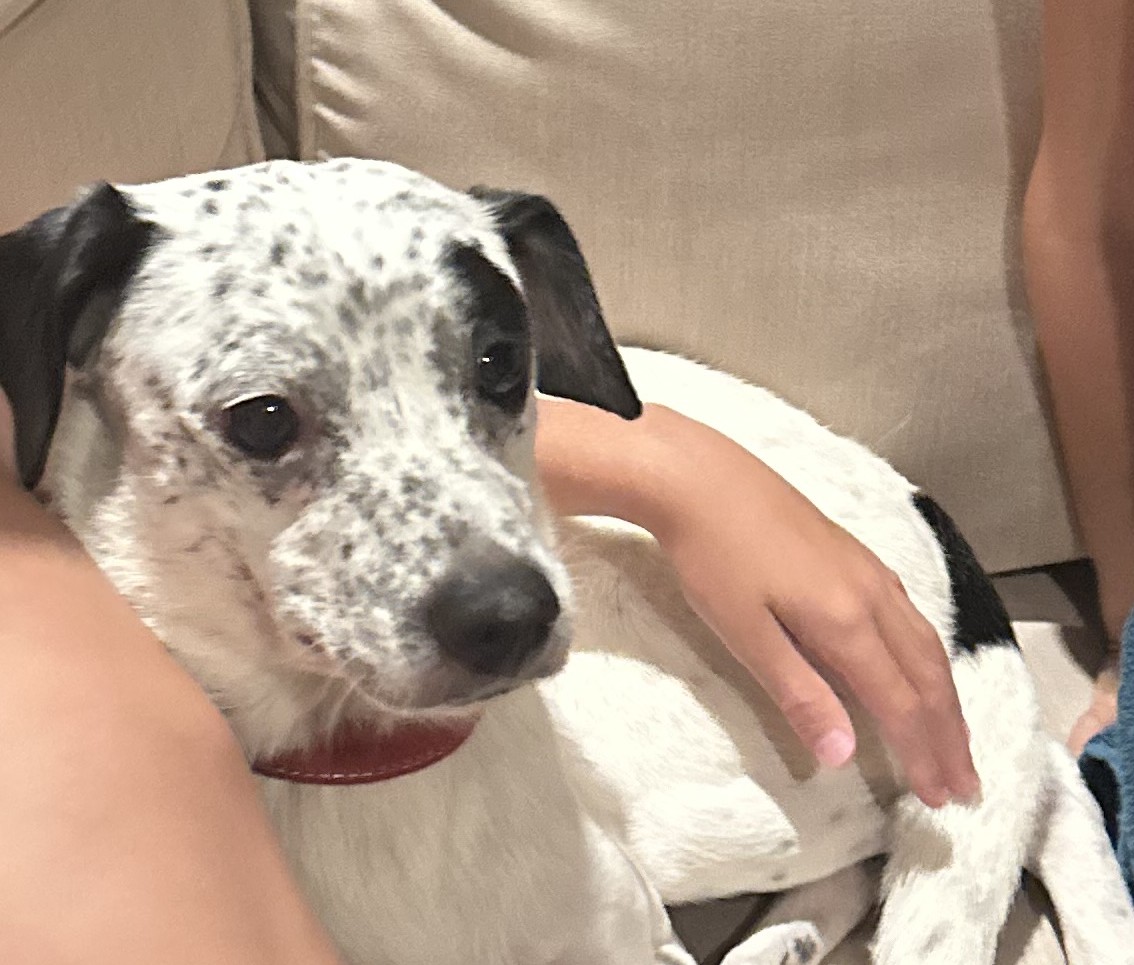 Pet